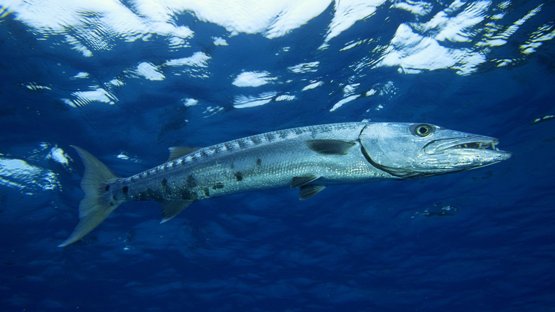 1080P, Ocean, Blue, Fish, Barracuda, Animal, Water, HD Wallpaper