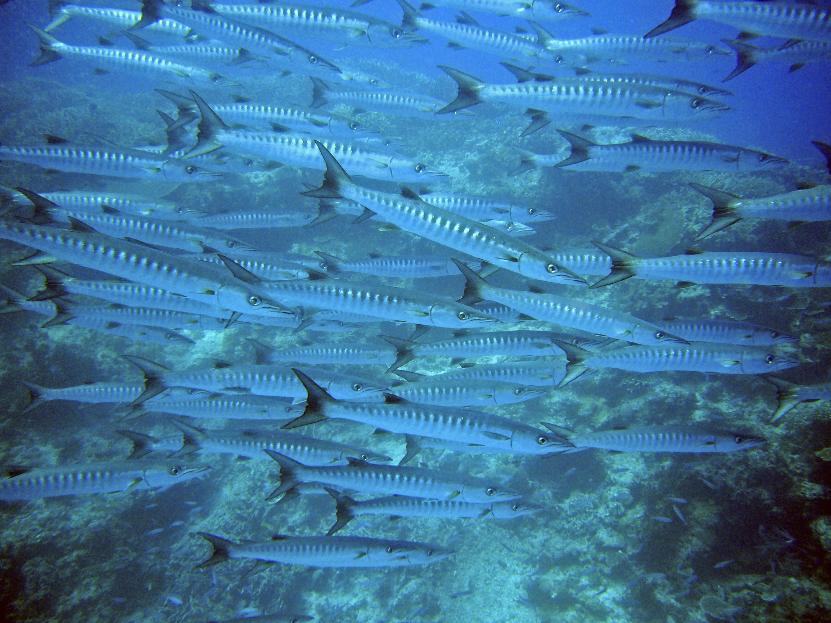 meeresbewohner, diving, large group of animals, swimming, marine, fish swarm, no people, Fish, undersea, animals in the wild, backgrounds, sea life, animal, HD Wallpaper