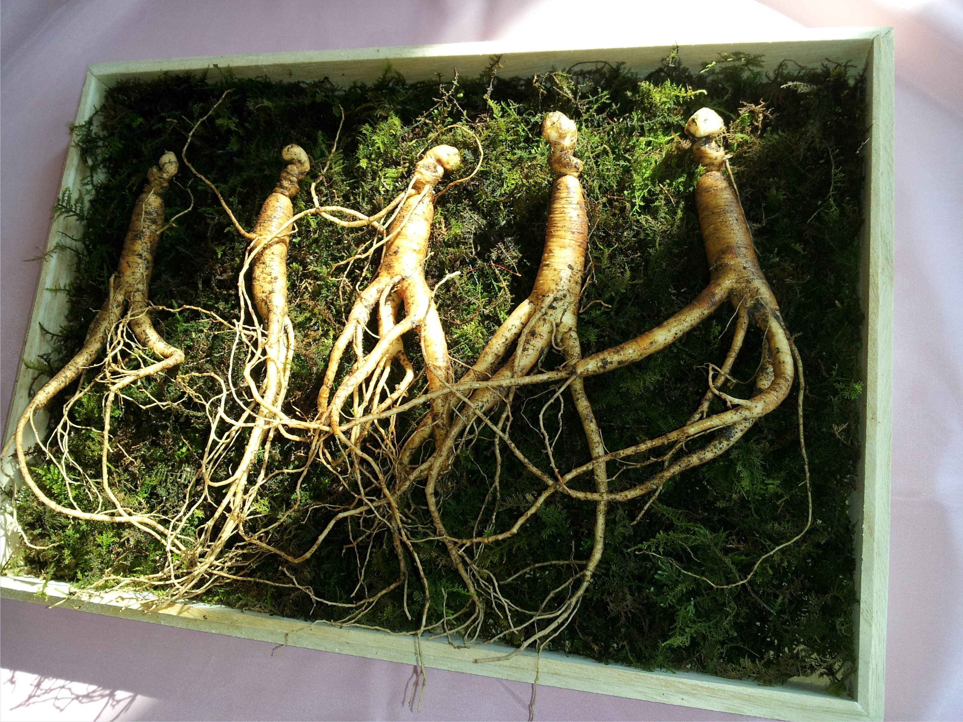 container, wellbeing, 2K, outdoors, ginseng, food, close-up, food and drink, no people, freshness, green color, vegetable, high angle view, healthy eating, HD Wallpaper