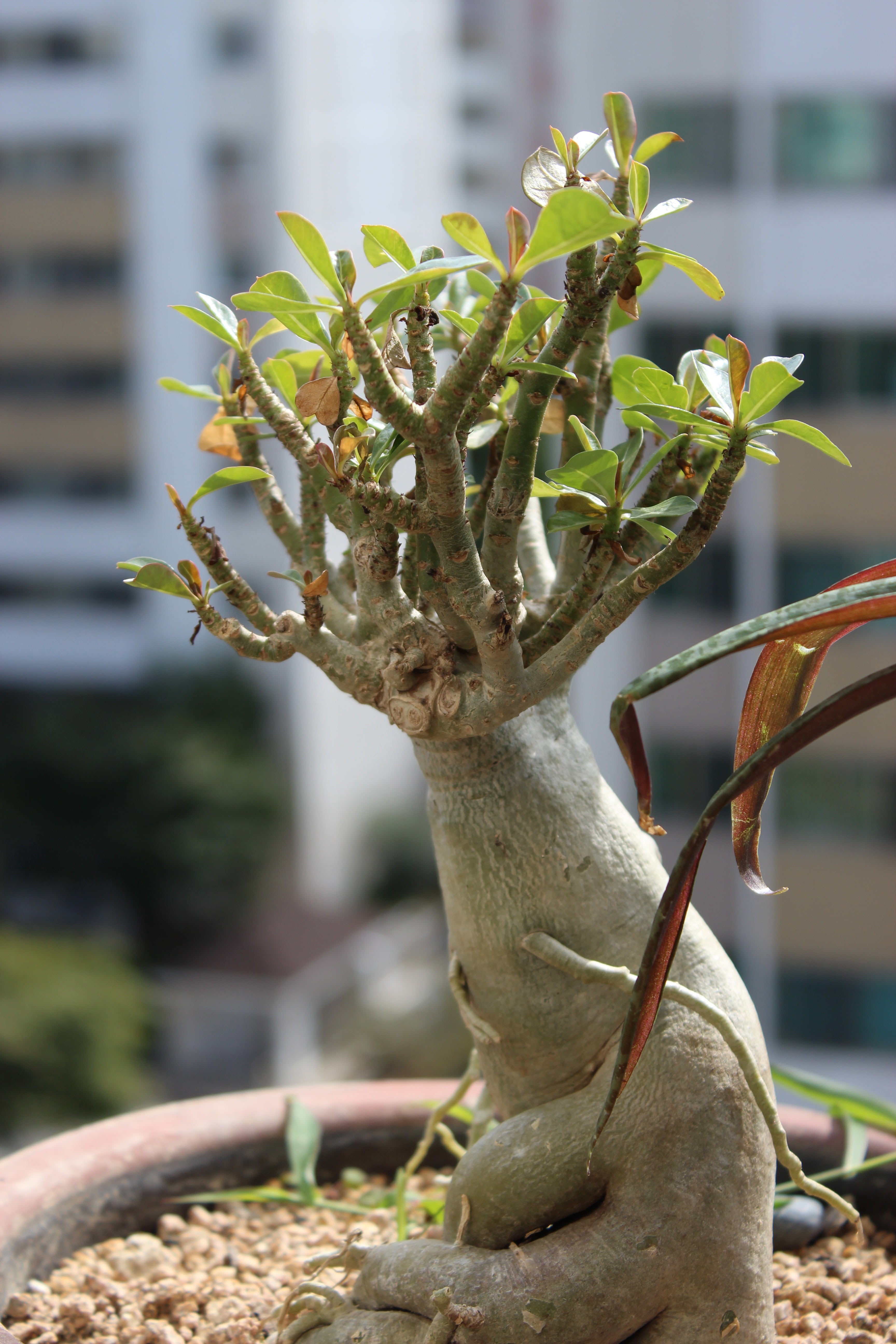 succulent plant, plant, nature, potted plant, plants, animal wildlife, front or back yard, beauty in nature, ginseng benjamin, outdoors, animal, focus on foreground, Phone HD Wallpaper
