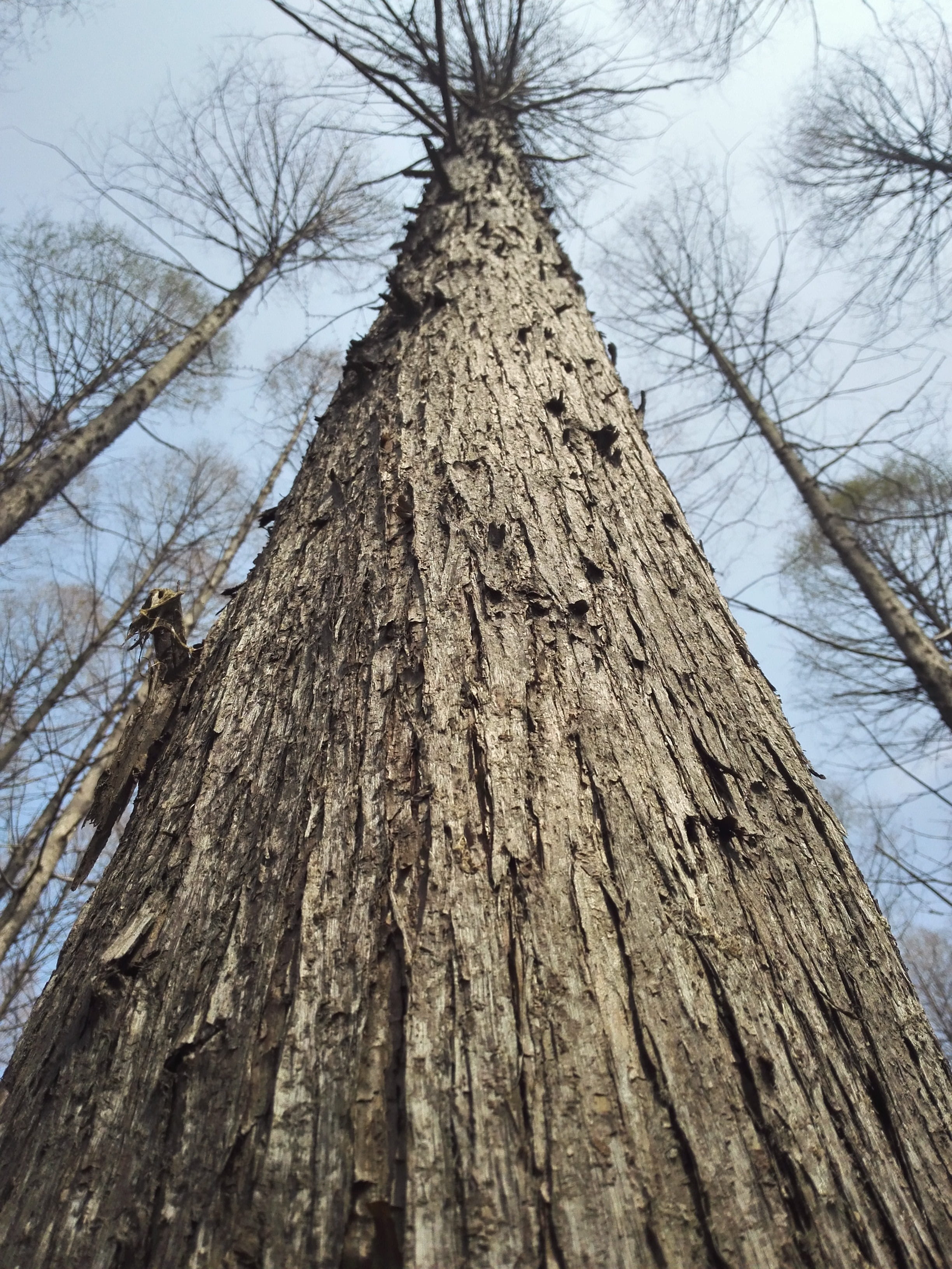 low angle view, nature, tree trunk, Trunk, directly below, bare tree, high, tranquility, close-up, textured, rough, plant, tree, outdoors, no people, Sky, Phone HD Wallpaper