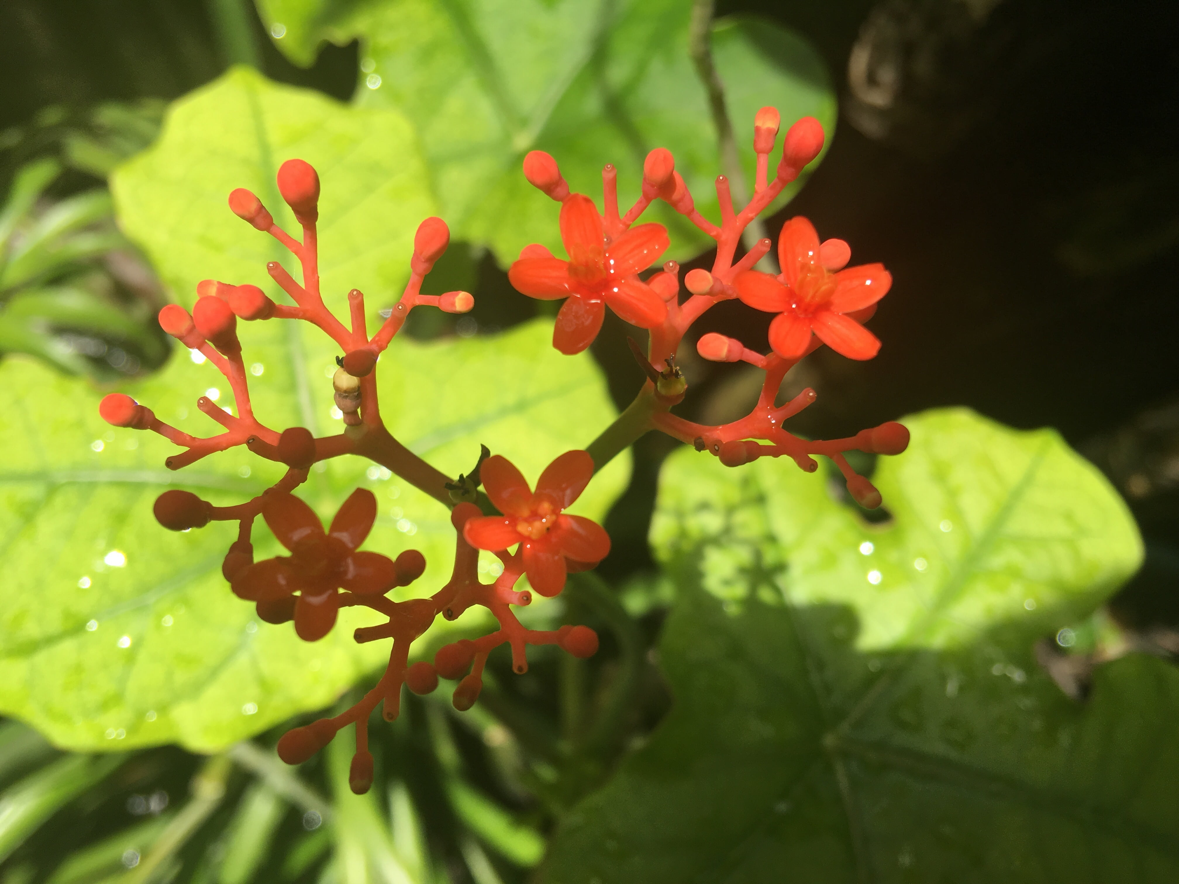 plant part, 4K, green color, close-up, beauty in nature, leaf, inflorescence, outdoors, growth, plant, herb, day, nature, pollen, garden, flower, focus on foreground, HD Wallpaper