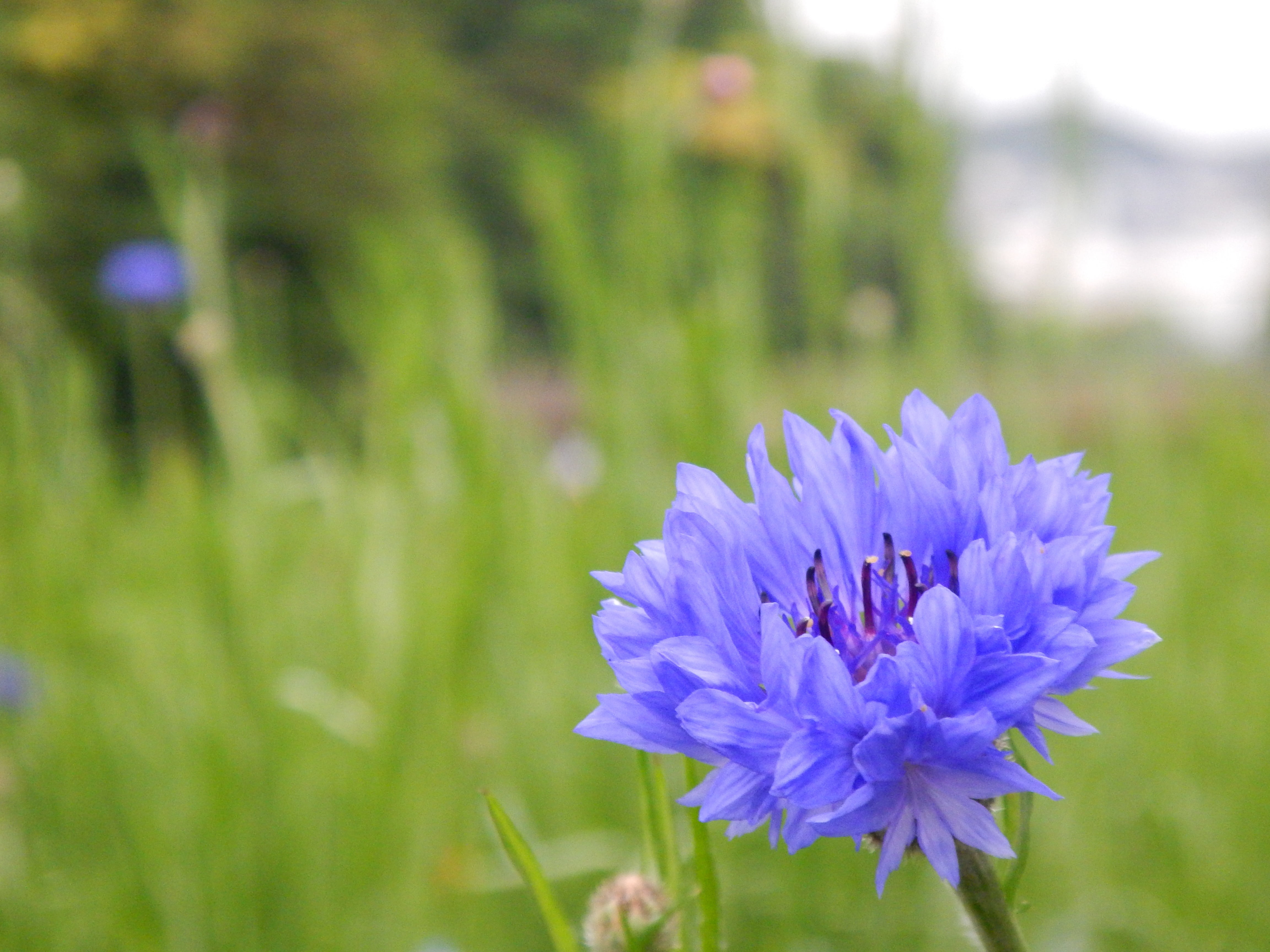 japan, nature, close-up, wild grass, day, green, spring, summer, beauty in nature, flower, blue, freshness, petal, flowerbed, focus on foreground, light purple, HD Wallpaper