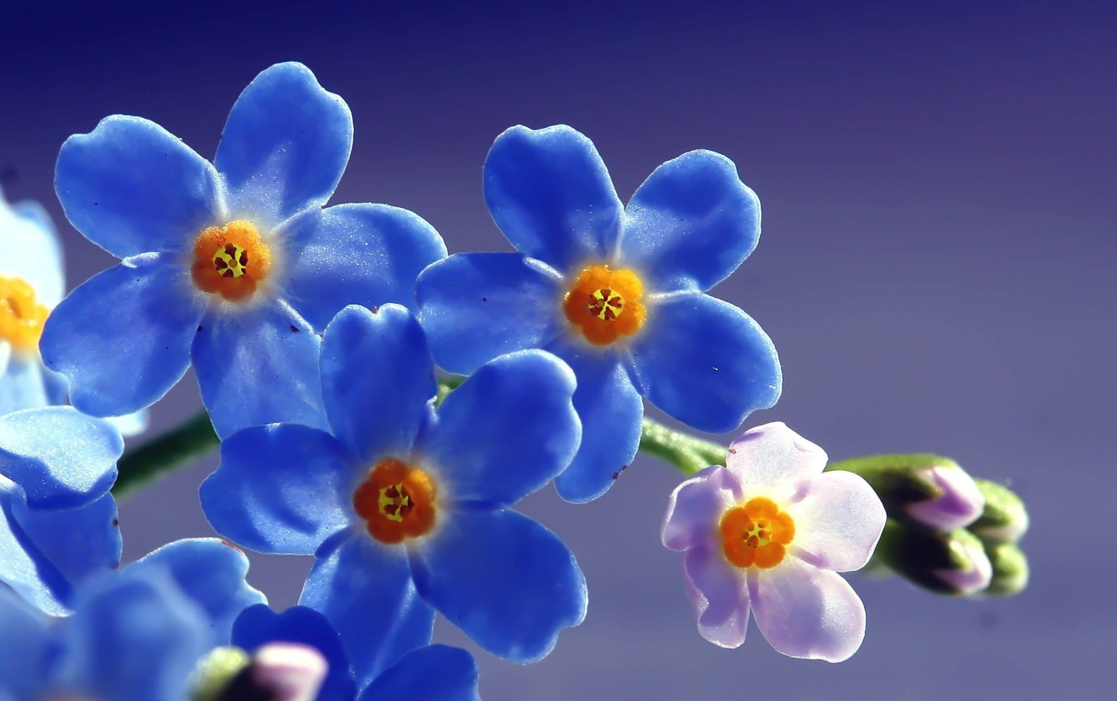 blue, no People, the sun, sky, single Flower, white, vulnerability, light, petal, pink, freshness, purple, growth, 1080P, blossom, season, yellow, summer, HD Wallpaper