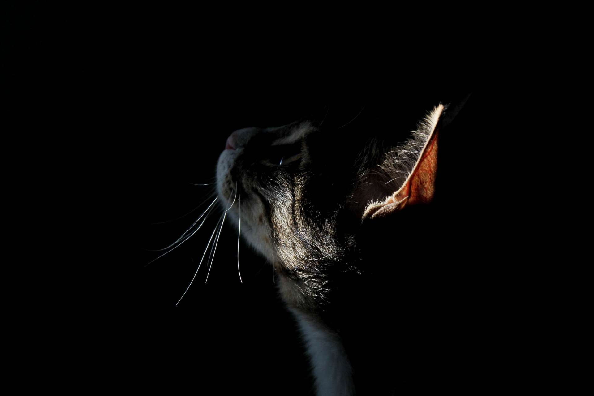 divine, pets, feline, light, no people, domestic animals, 1080P, domestic cat, arise, catography, vertebrate, indoors, close-up, animal eye, one animal, HD Wallpaper
