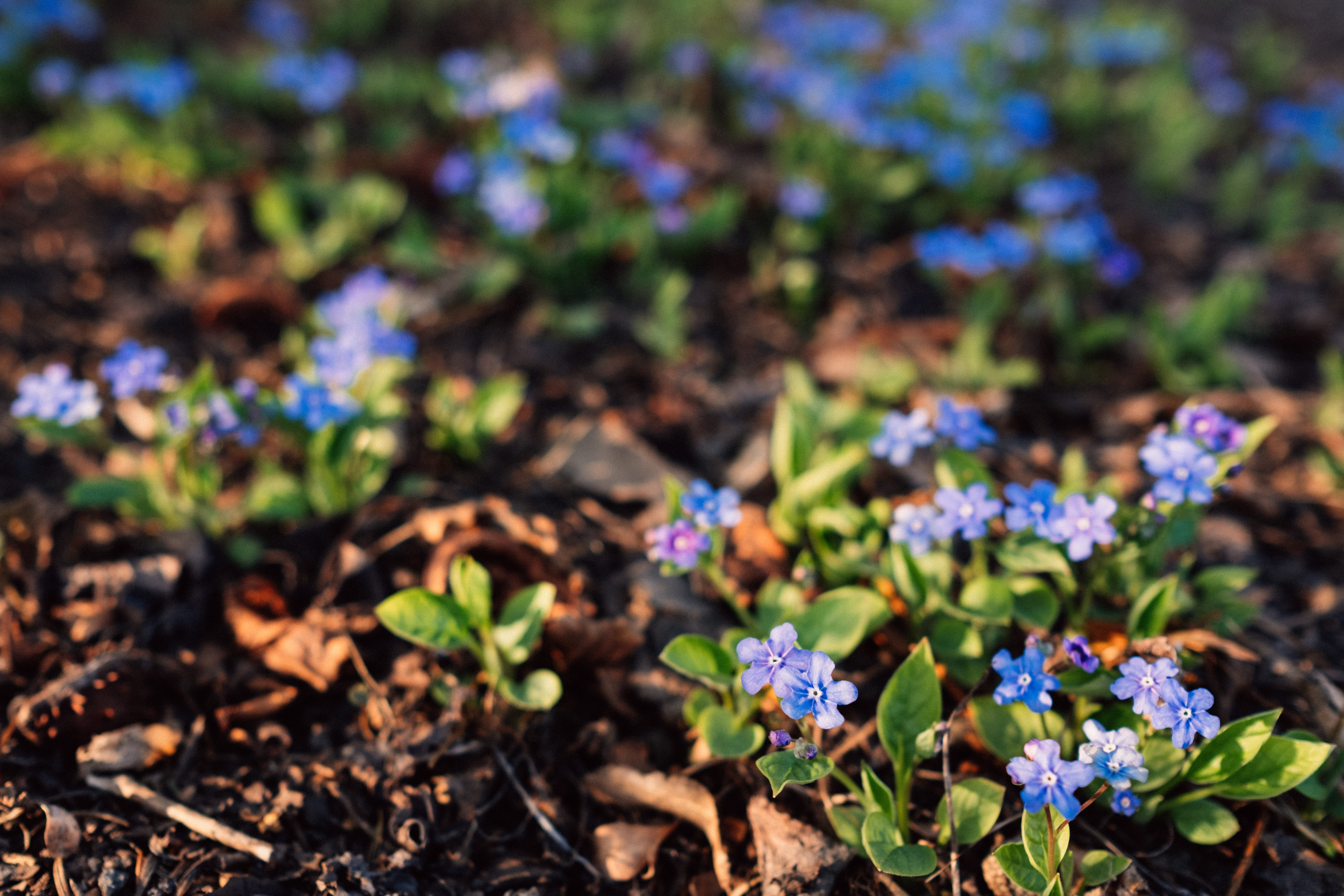 forget me not, plant, vulnerability, close-up, garden, small, flower head, blue, color, field, springtime, forget-me-not, natural, high angle view, light, HD Wallpaper