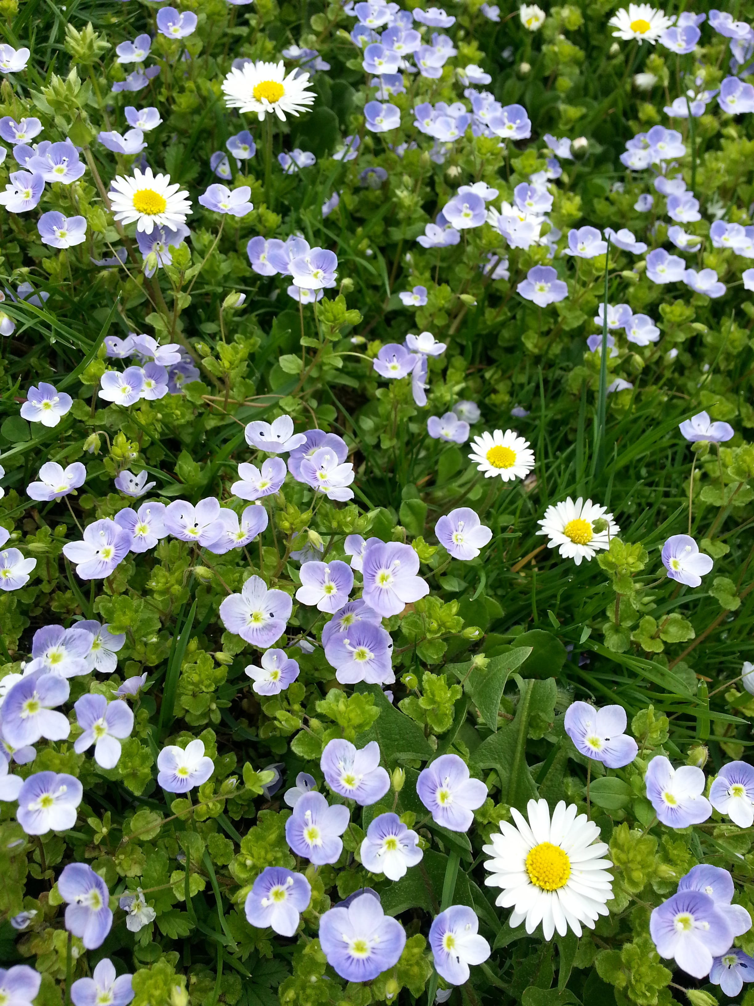 day, vulnerability, flowerbed, color, petal, macro, storm flower, macro photo, daisy, flowering plant, summer meadow, blossom, 2K, spring, purple, mrs biss, Phone HD Wallpaper