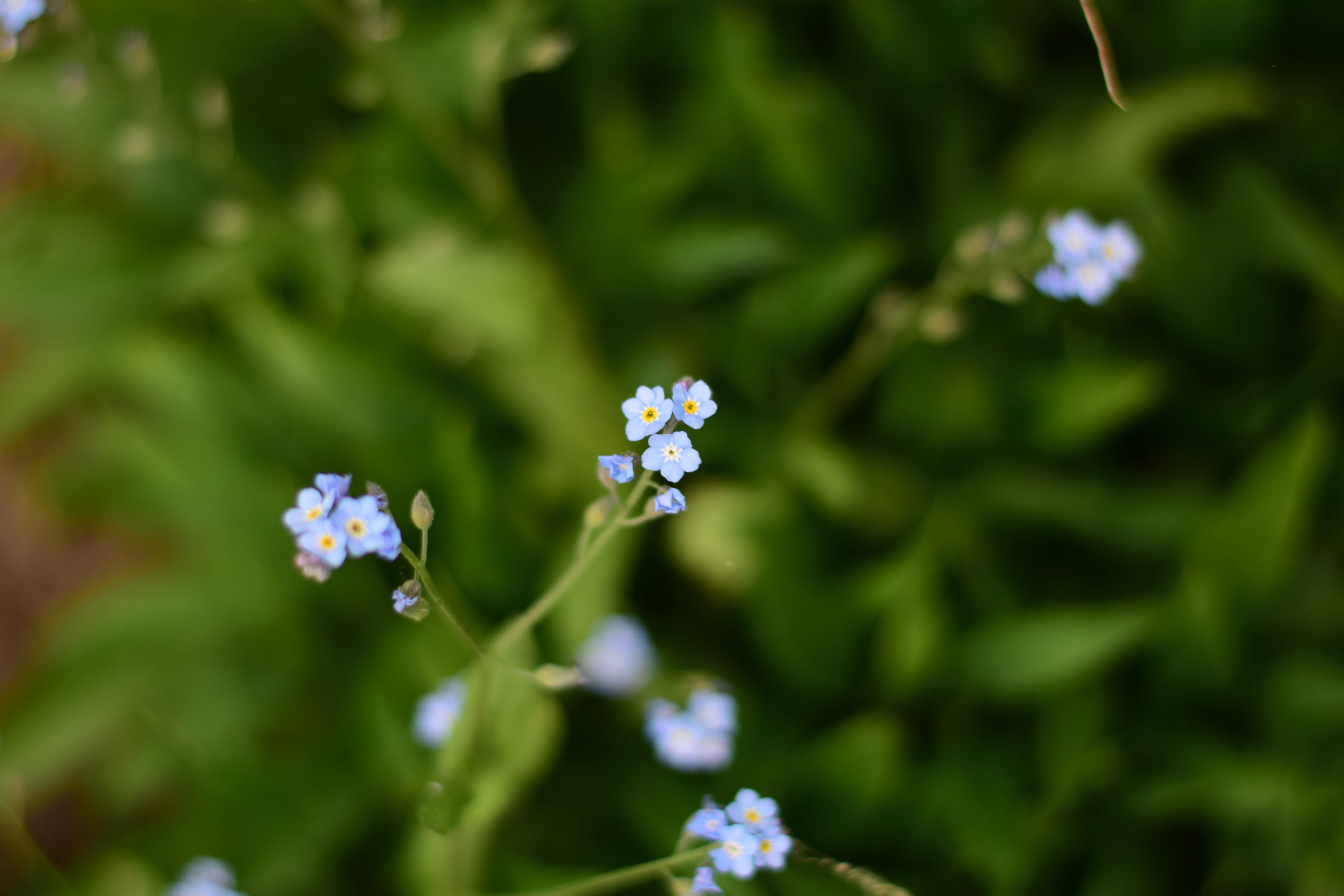 fragility, garden, wild flower, 5K, growth, meadow, focus on foreground, landscape, flowering plant, nature, beauty in nature, outdoors, light blue, selective focus, HD Wallpaper