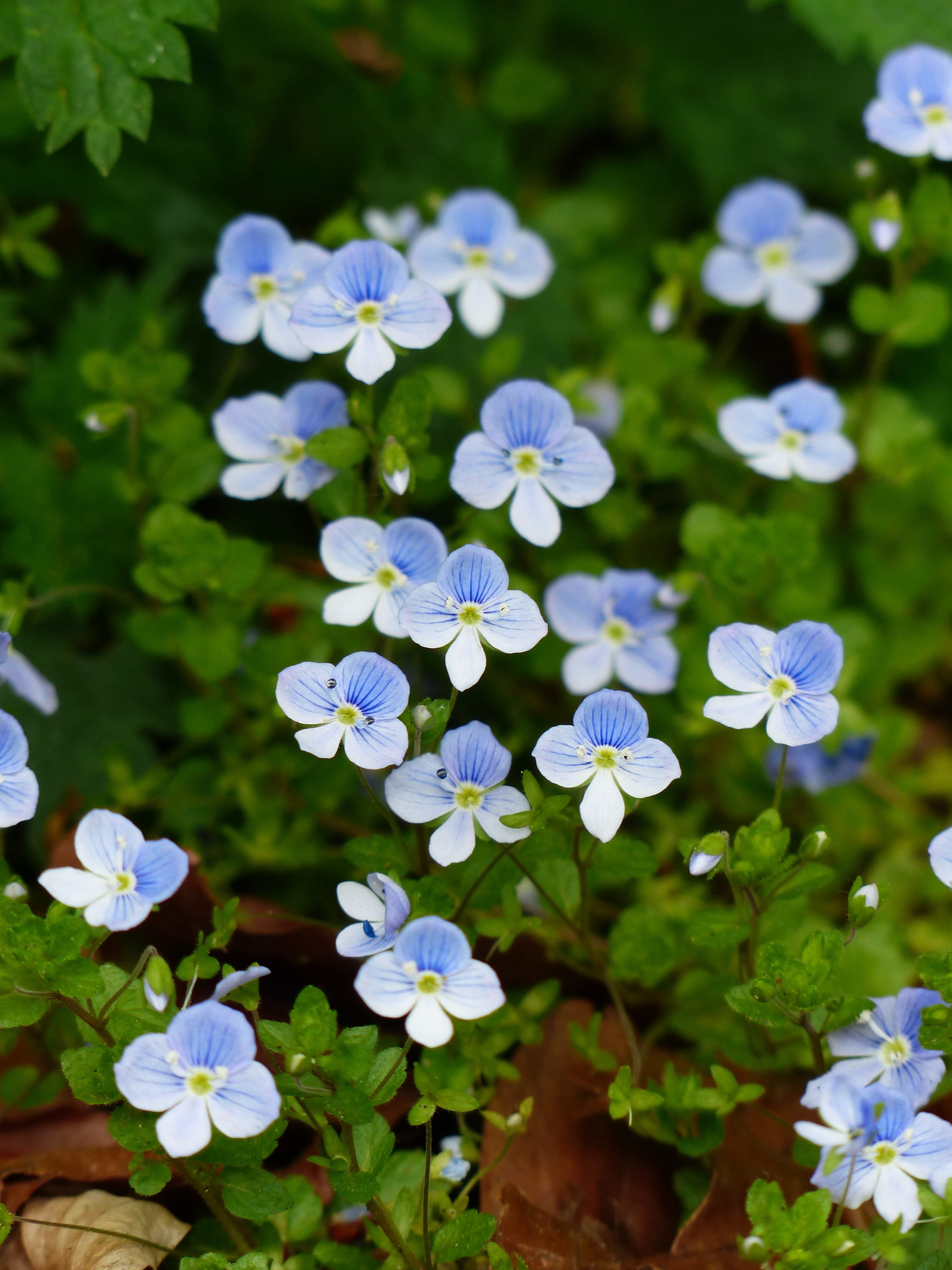 fragility, purple, although, plantain greenhouse, wild flower, grassland plants, medicinal plant, beauty in nature, high angle view, wild plant, honorary award, Phone HD Wallpaper