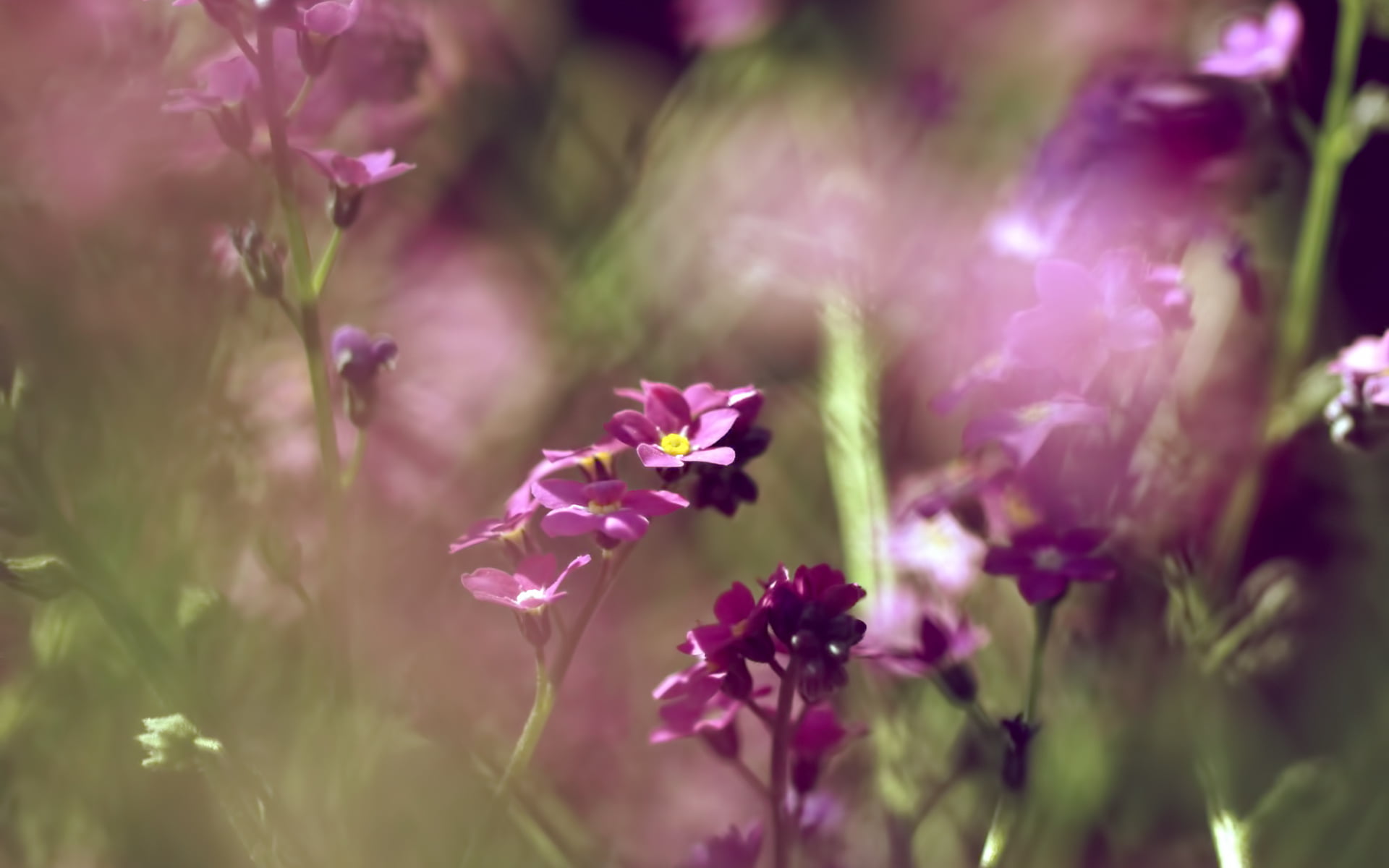 flower head, fragility, freshness, purple, growth, no people, plant, botany, outdoors, flowering plant, flower, inflorescence, close-up, beauty in nature, HD Wallpaper