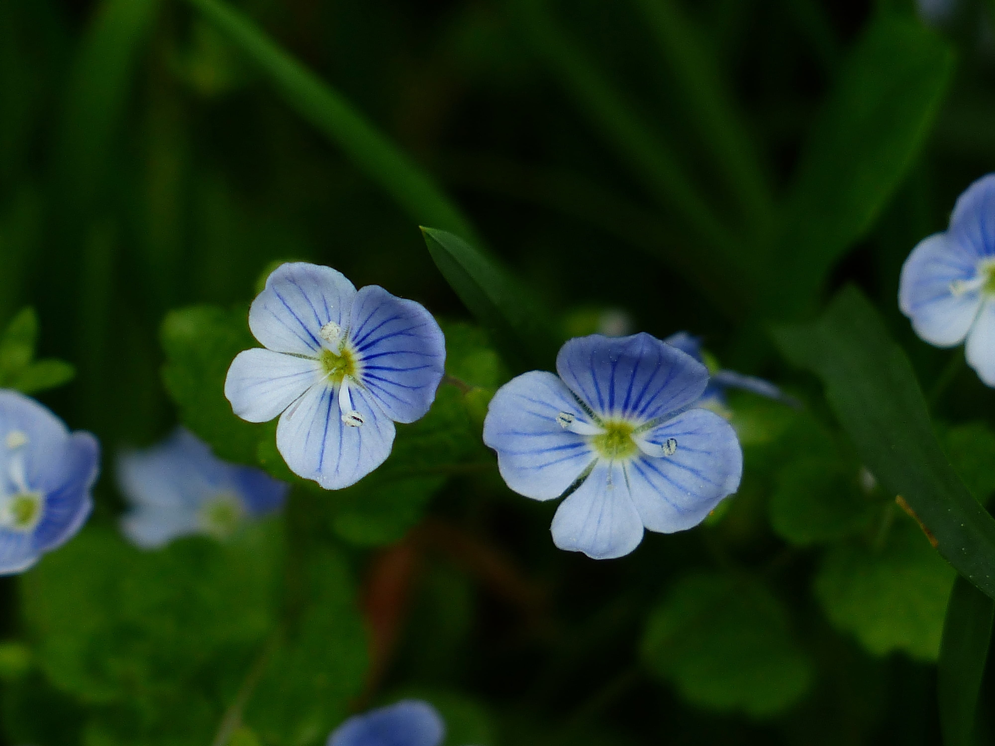 although, growth, no people, close-up, plant, nature, Flower, purple, pointed flower, petal, flower head, day, selective focus, plantaginaceae, beauty in nature, HD Wallpaper