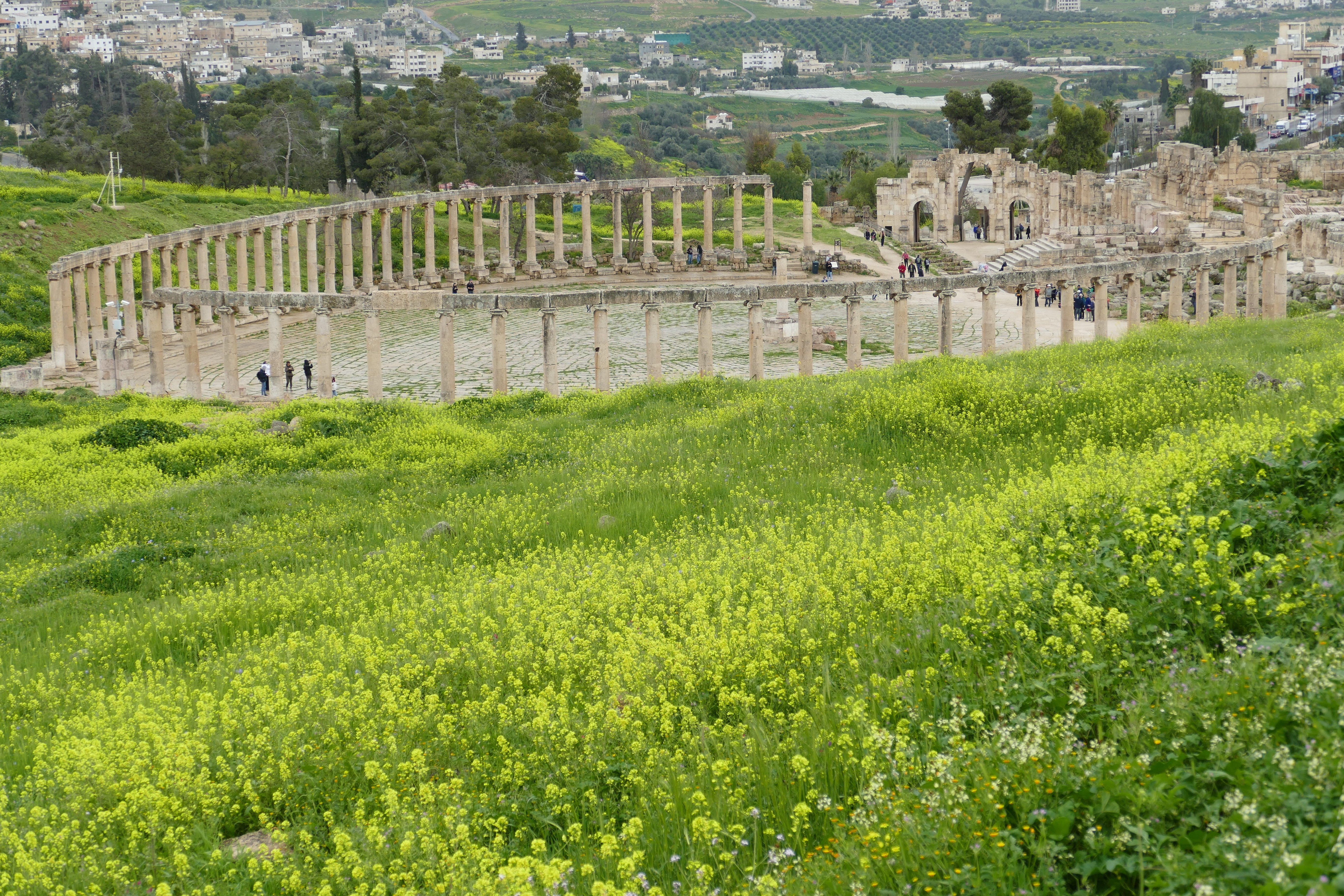 no people, green color, growth, field, jerash, architecture, decapolis, day, history, jordan, ancient civilization, outdoors, spring, built structure, ruin, HD Wallpaper