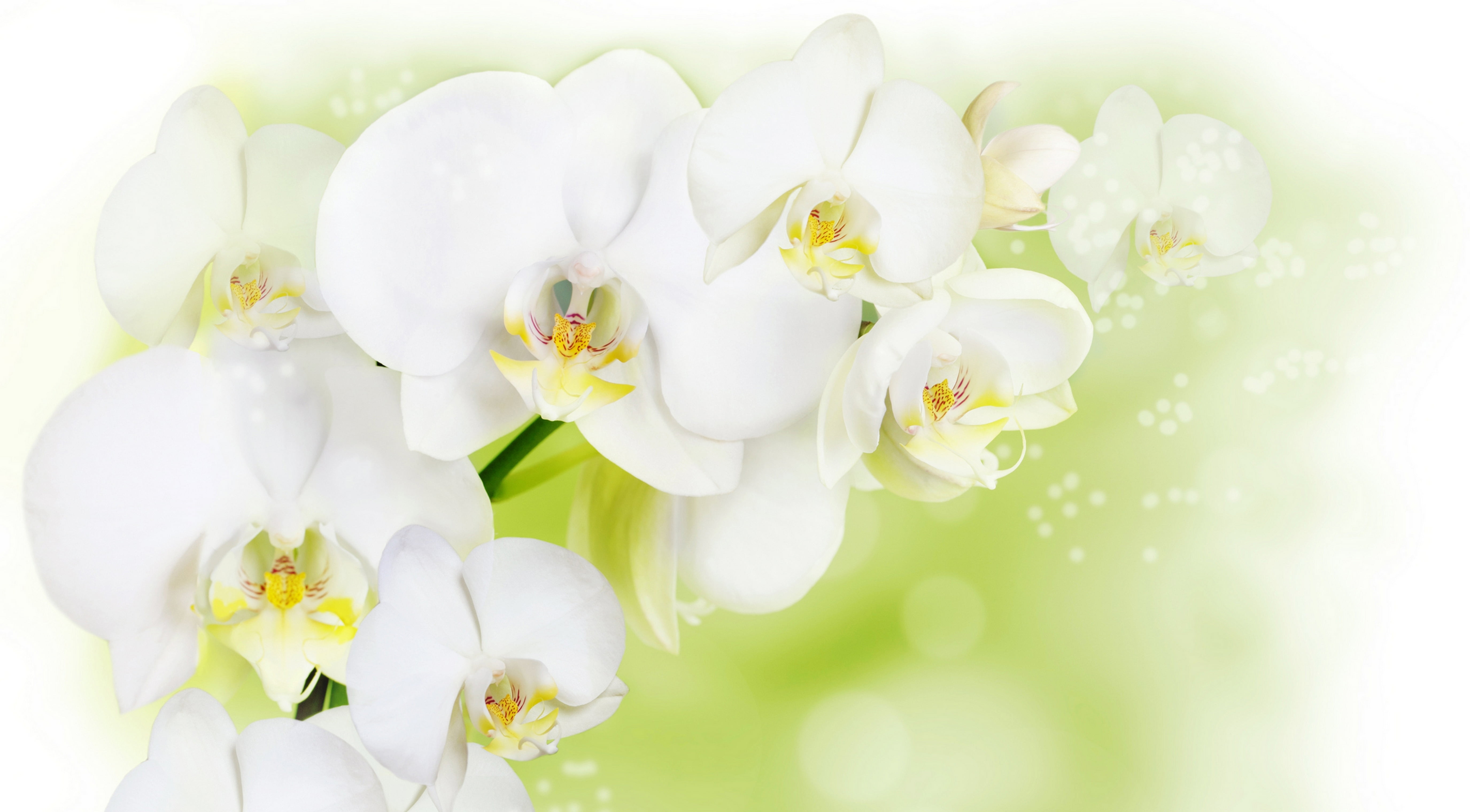 white, purity, beauty In Nature, single Flower, leaf, tree, luxury, blossoming, outdoors, branch, nature, no People, beauty, backgrounds, freshness, flowers, HD Wallpaper