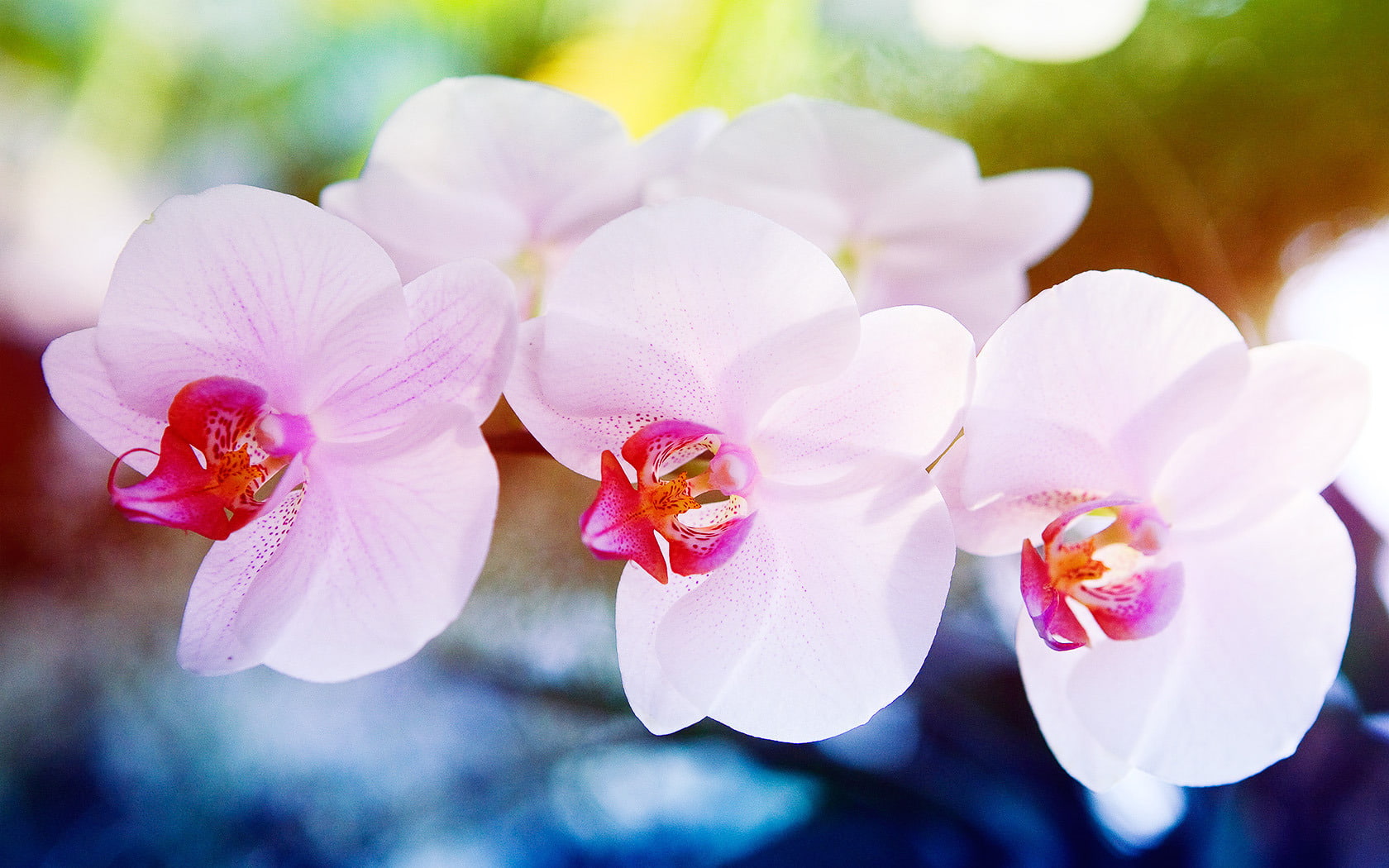 720P, flowers, pink, white, nature and landscape, orchid, HD Wallpaper