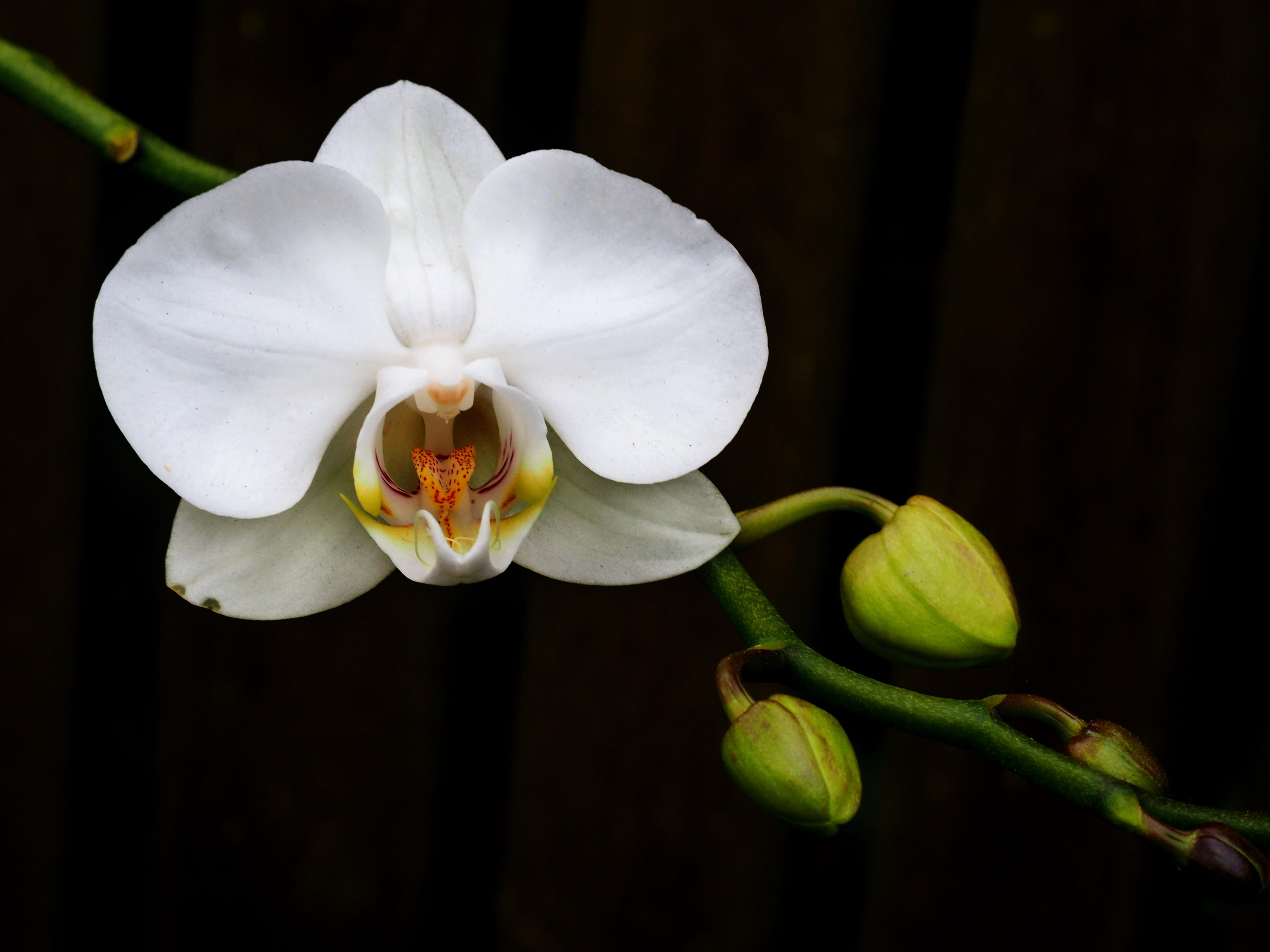 leaf, white color, flower head, design, blossom, color, season, romantic, close-up, orchid, vulnerability, pollen, flowering plant, black background, growth, HD Wallpaper