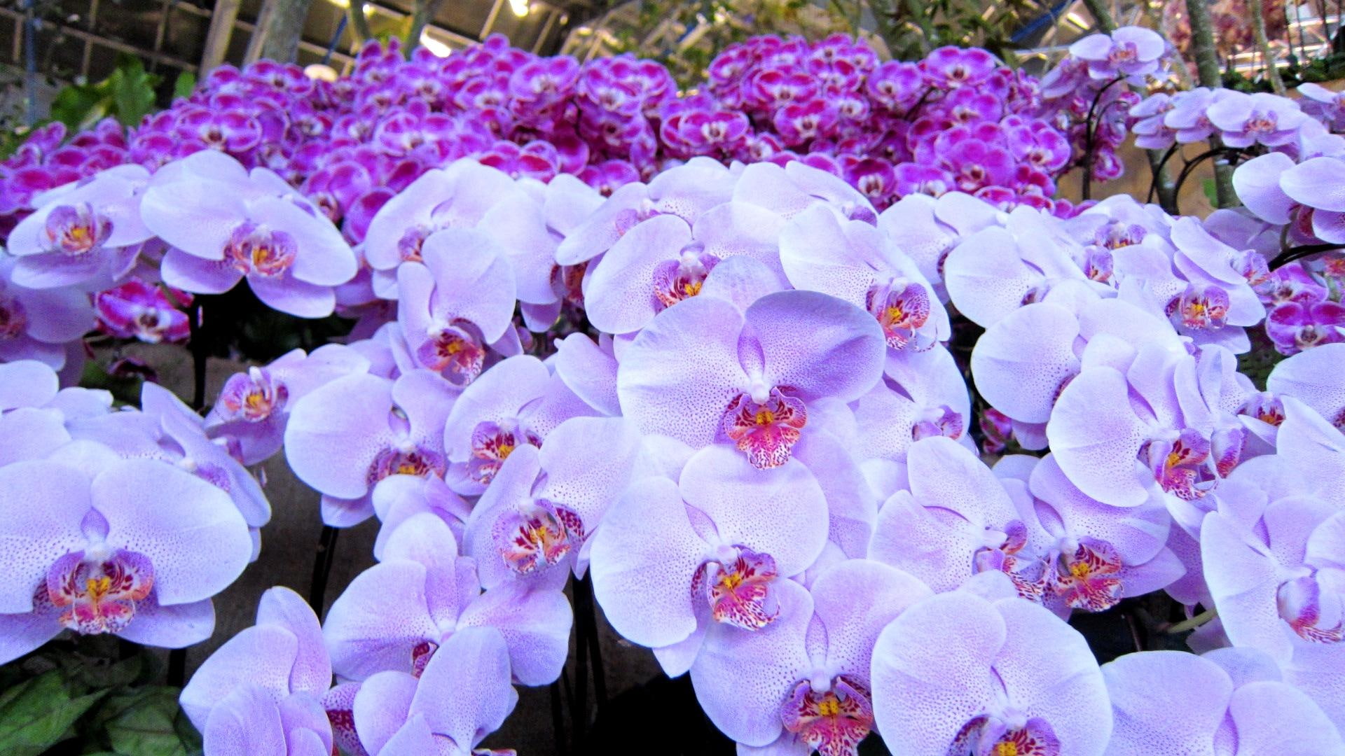 purple, flowers, white, beautiful, 1080P, nature and landscapes, orchids, HD Wallpaper