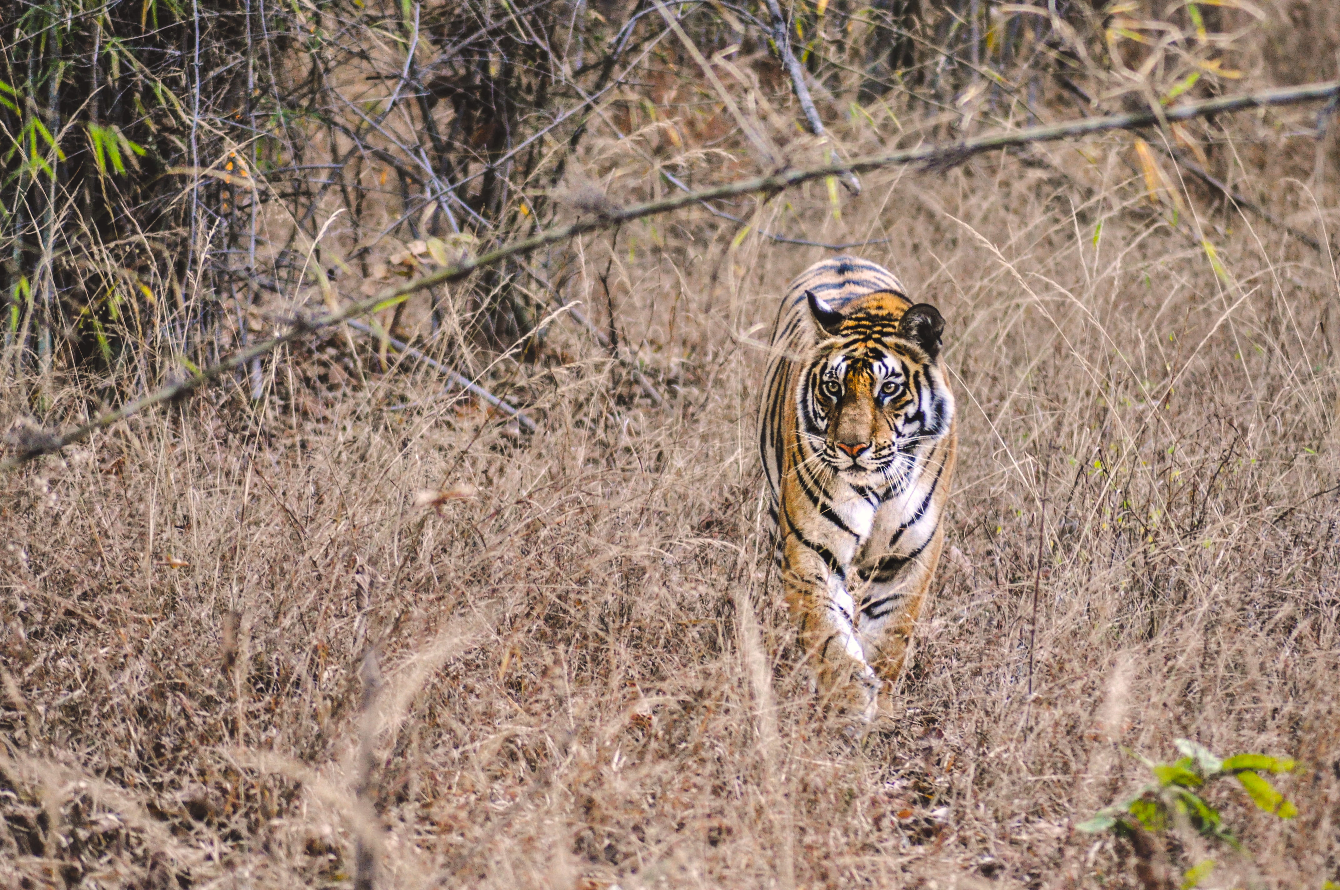 big cats, animals in the wild, animal wildlife, ground, animal, theme park, forest, field, grass, big cat, brown, tree, india, day, animal themes, zebra, HD Wallpaper