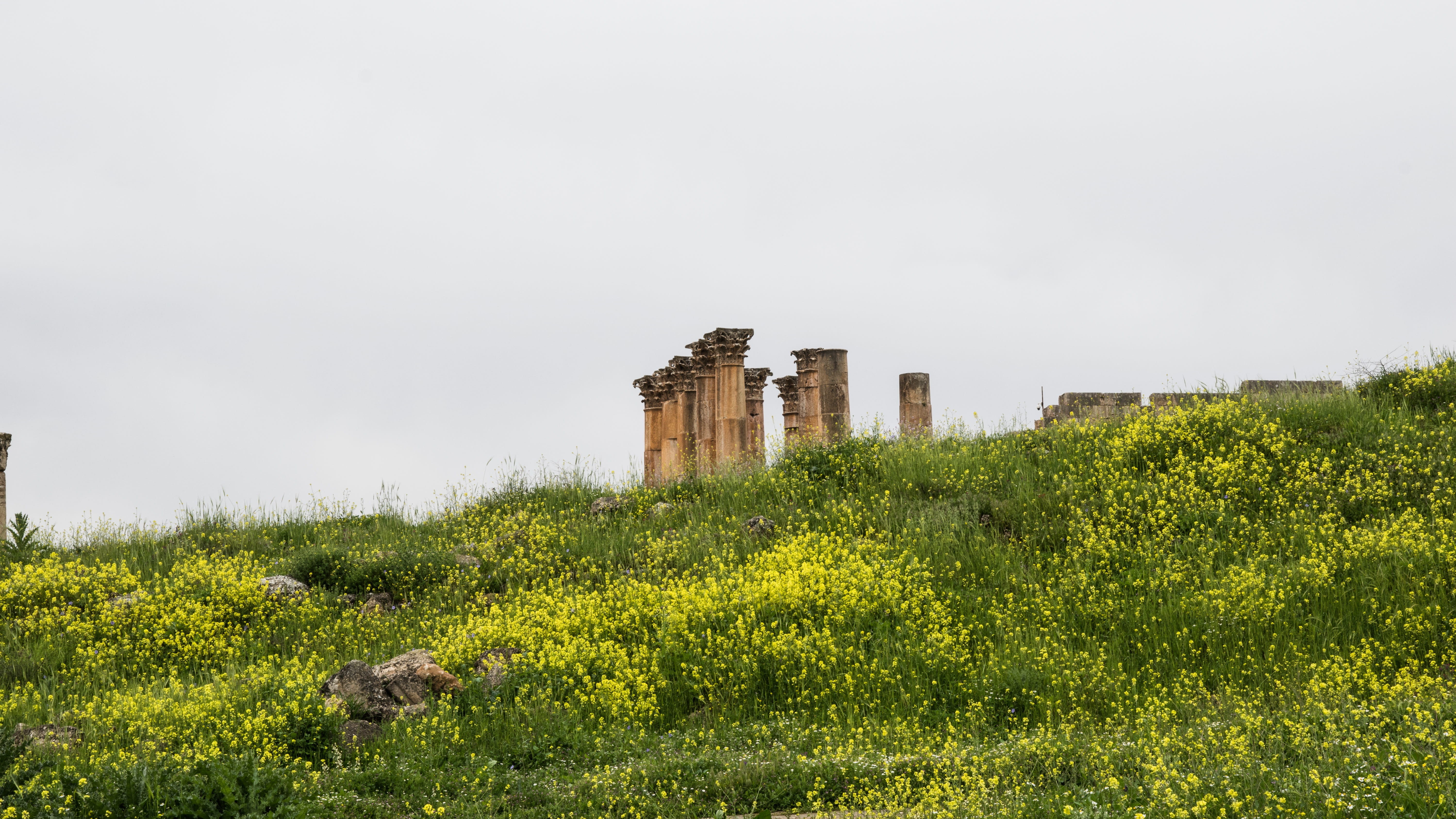 tree, environment, built structure, apartment, nature, landscape, architecture, jerash, grass, flowers, ruins, sky, no people, 5K, urban skyline, building exterior, HD Wallpaper