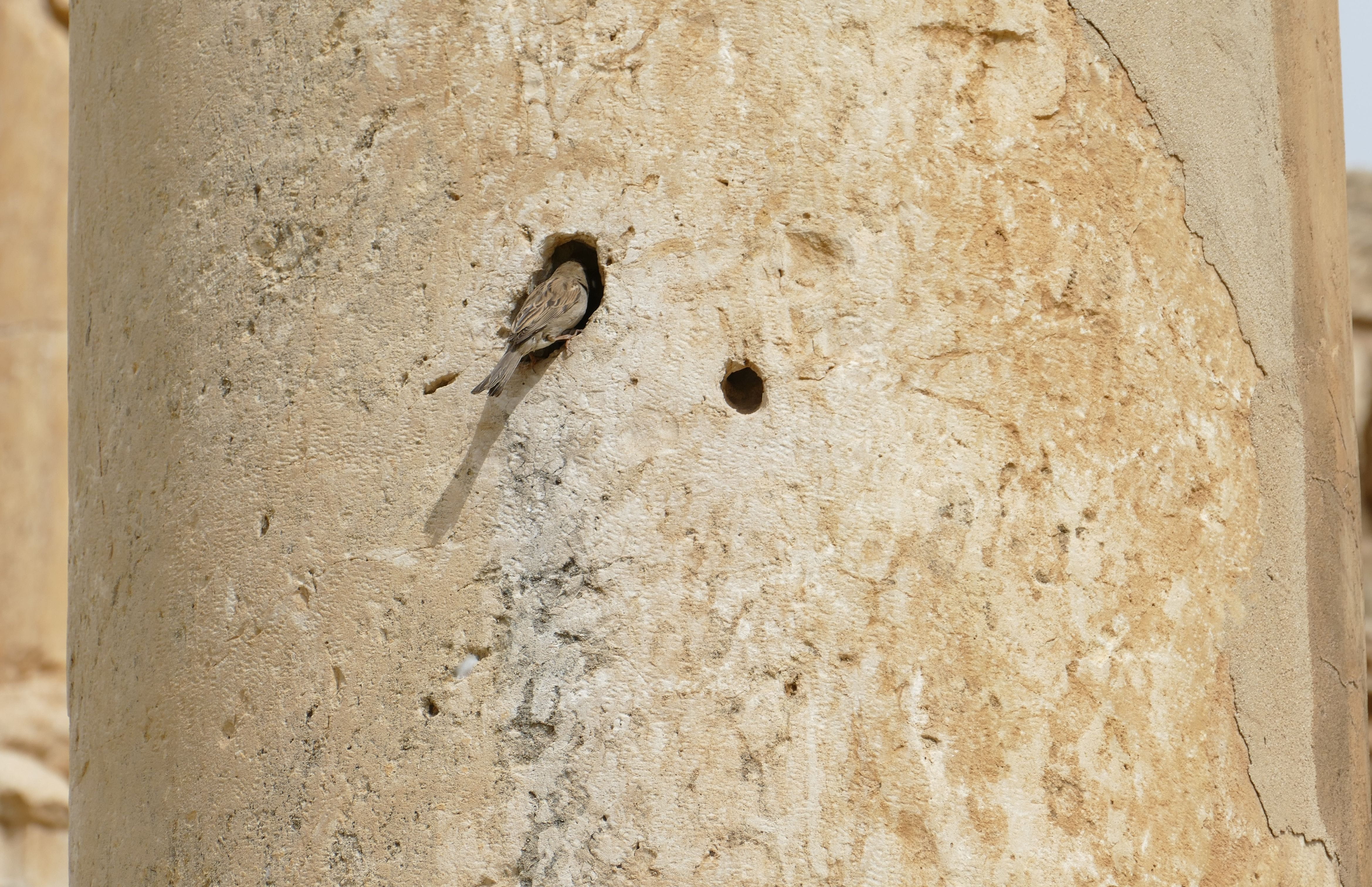 vertebrate, backgrounds, sperling, ruin, animal, wall - building feature, one animal, wall, architecture, sparrow, antiquity, outdoors, jerash, pillar, HD Wallpaper