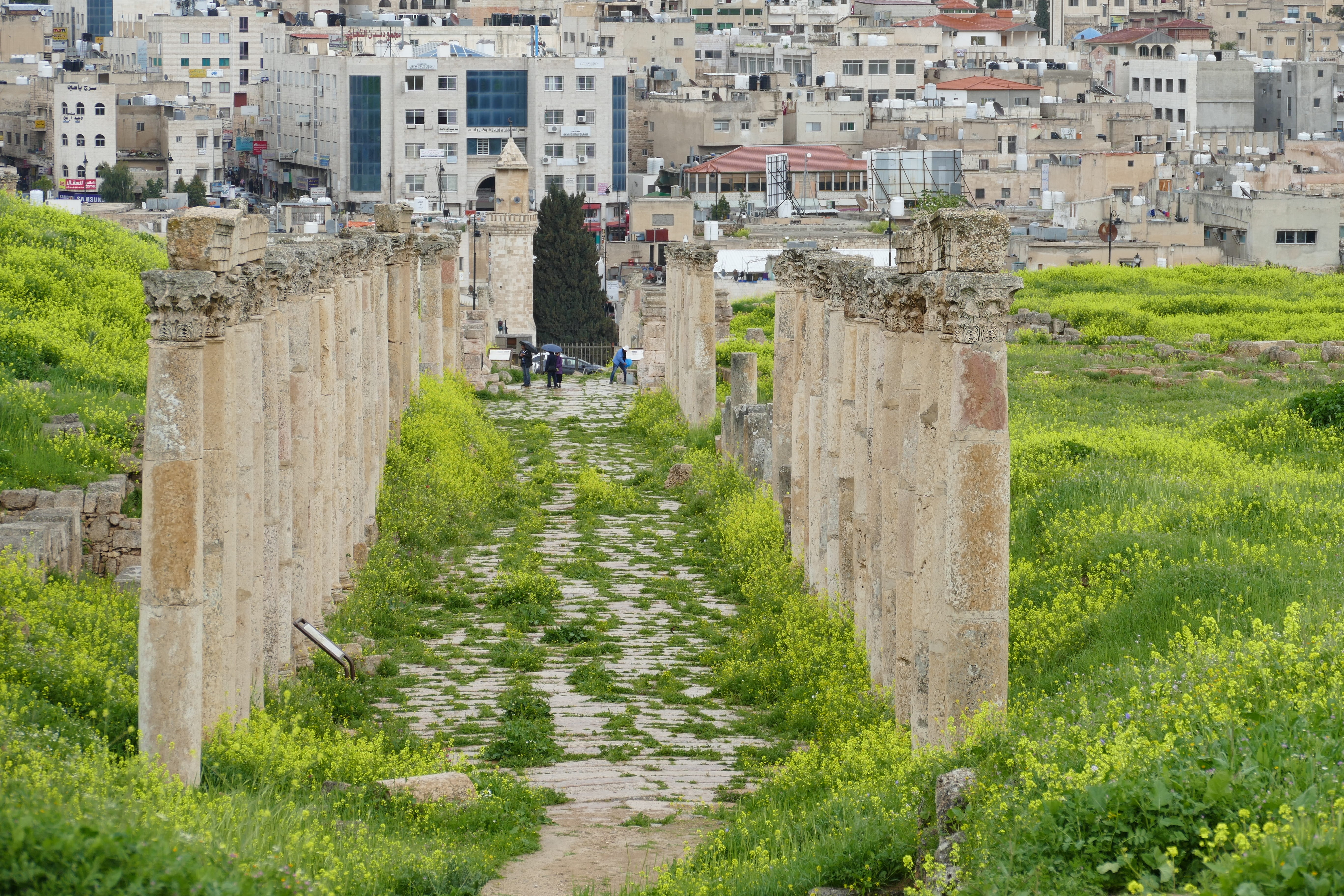roman, pillar, the past, old, temple, ancient civilization, building exterior, field, plant, outdoors, decapolis, nature, 5K, gerasa, historically, day, HD Wallpaper