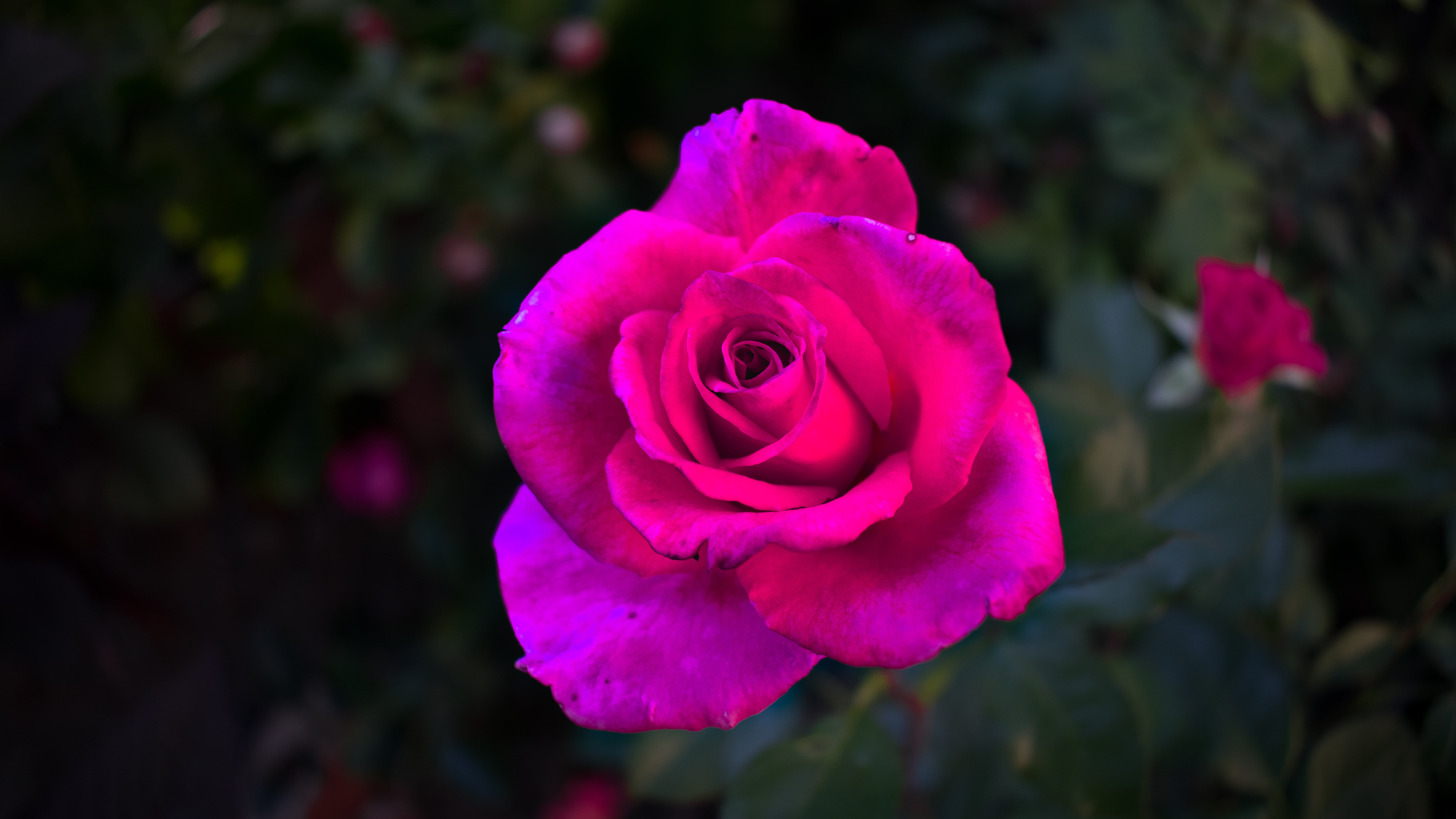 garden, flower head, 5K, pink roses, beauty in nature, flower, nature, growth, rose - flower, plants, closeup, pink color, inflorescence, flowering plant, HD Wallpaper