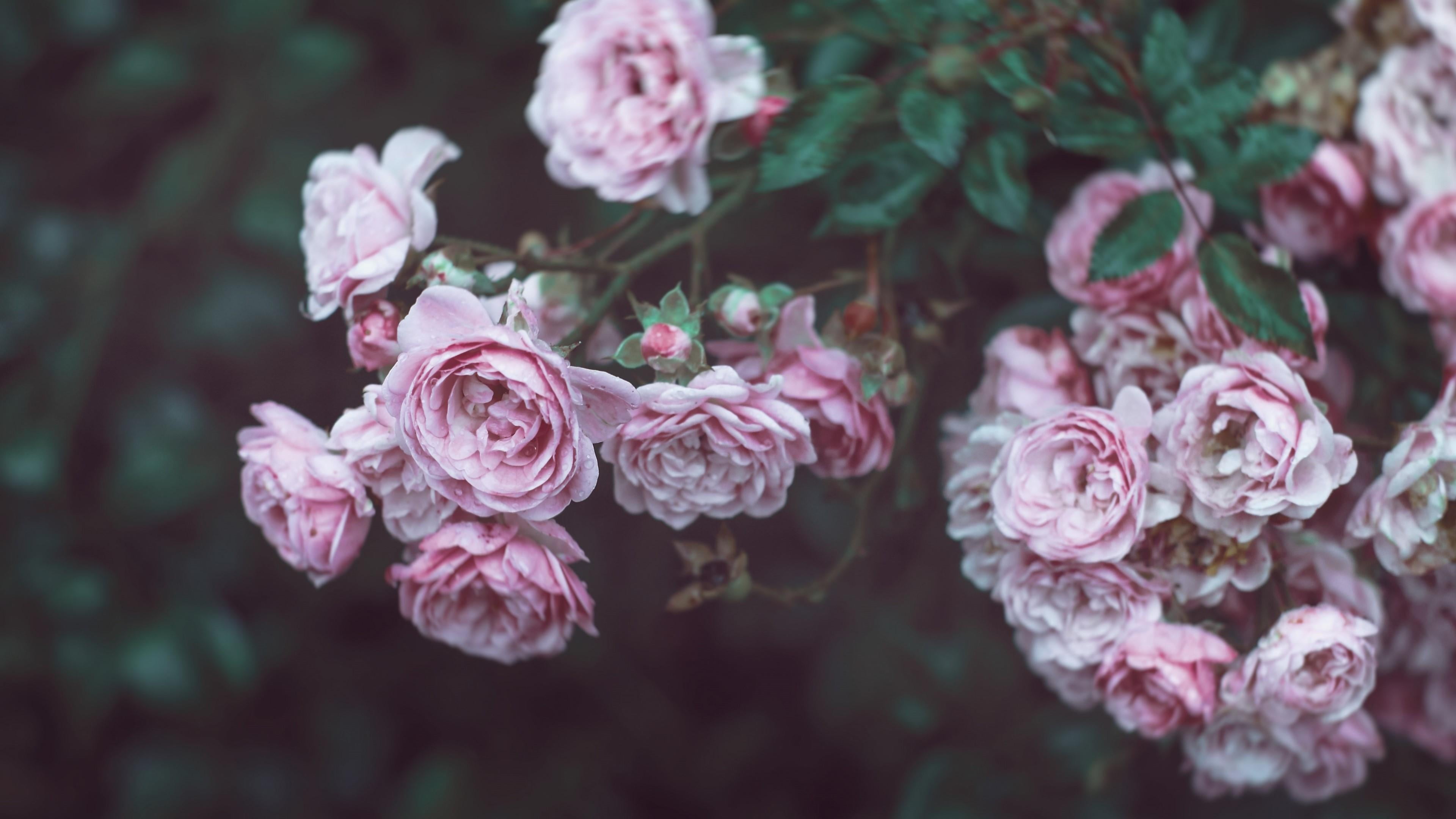 pink color, vulnerability, lilac, growth, petal, flowering plant, beauty in nature, 4K, no people, botany, close-up, cherry blossom, bunch of flowers, HD Wallpaper