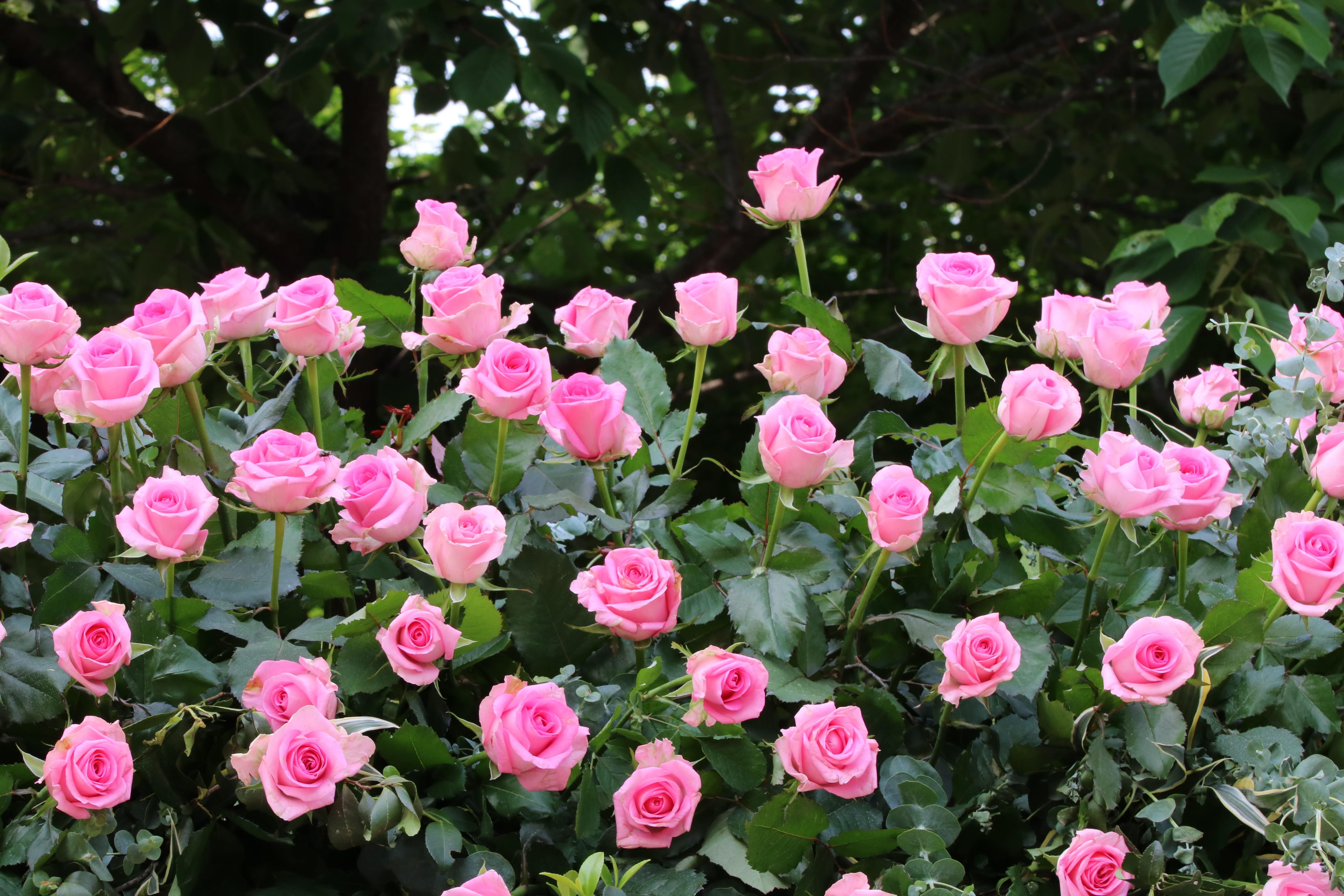 pink color, plant, rose festival, nature, garden, freshness, petal, springtime, fragility, park, leaf, vulnerability, 5K, flowering plant, plant part, HD Wallpaper