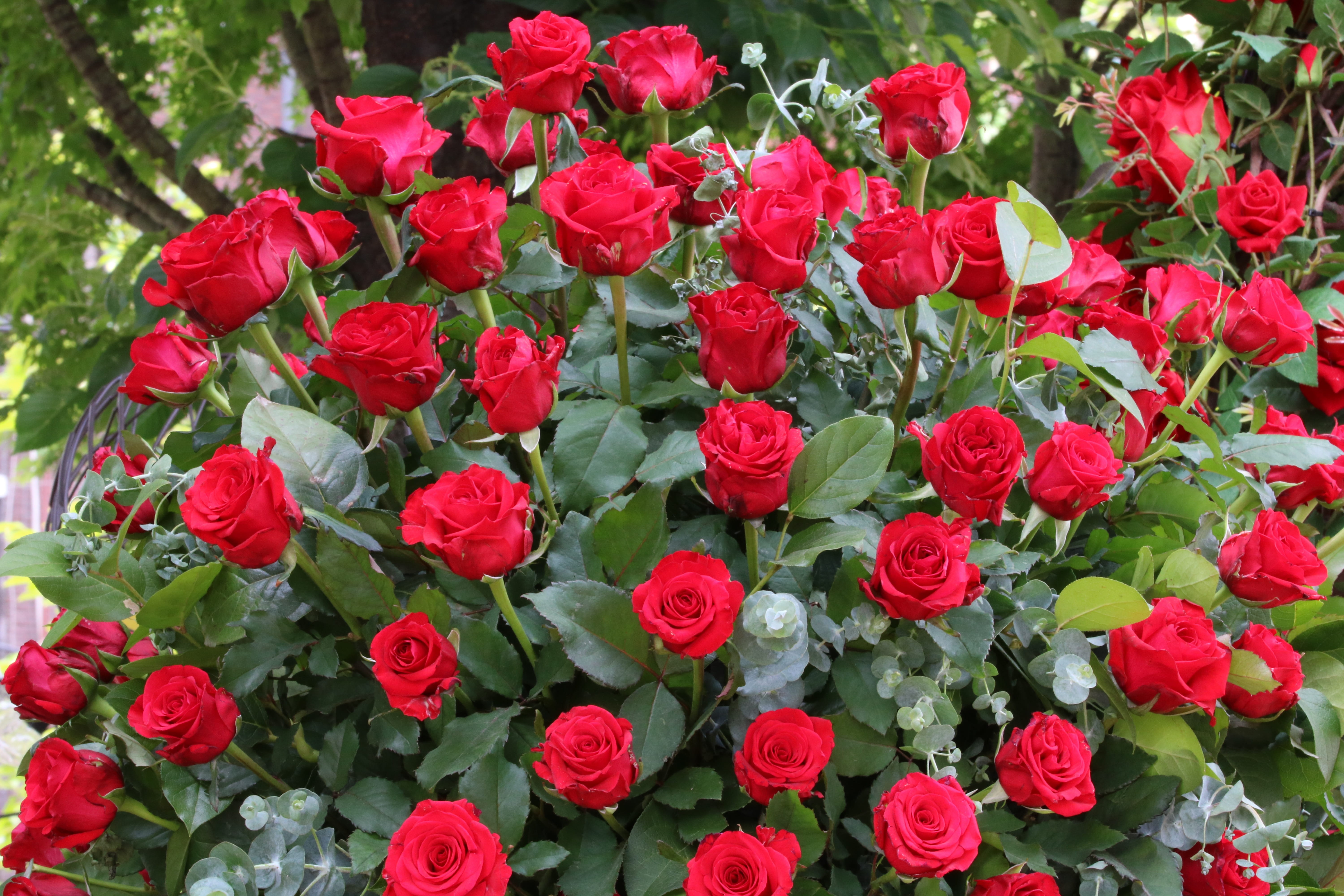 jungnangcheon, plant, plants, inflorescence, 5K, flowering plant, pretty flowers, freshness, fresh medium, festival, day, flower, rose, nature, flower head, HD Wallpaper