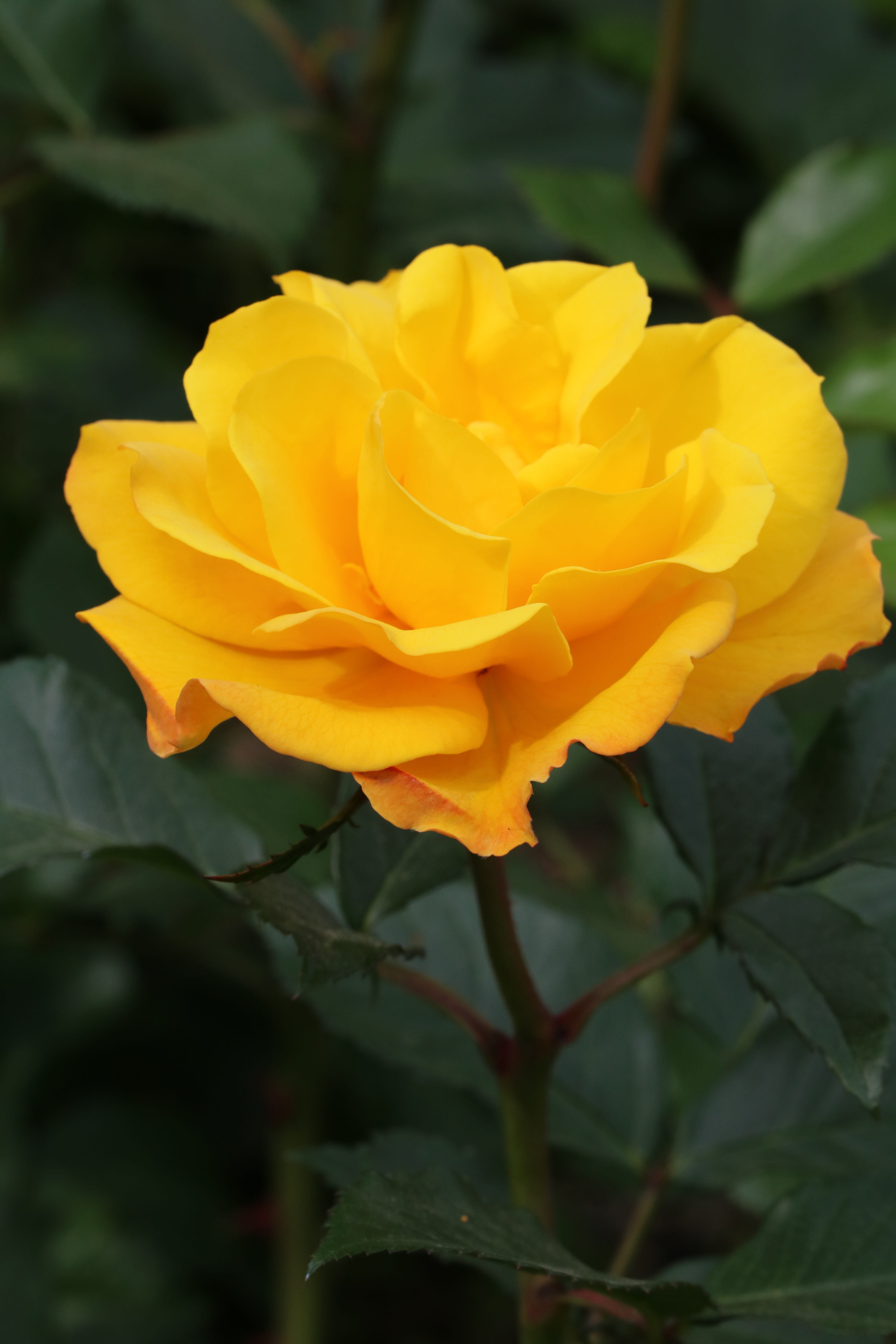 garden, plant, no people, growth, rose - flower, focus on foreground, fragility, petal, yellow, jungnangcheon, flower, close-up, rose festival, flower head, Phone HD Wallpaper