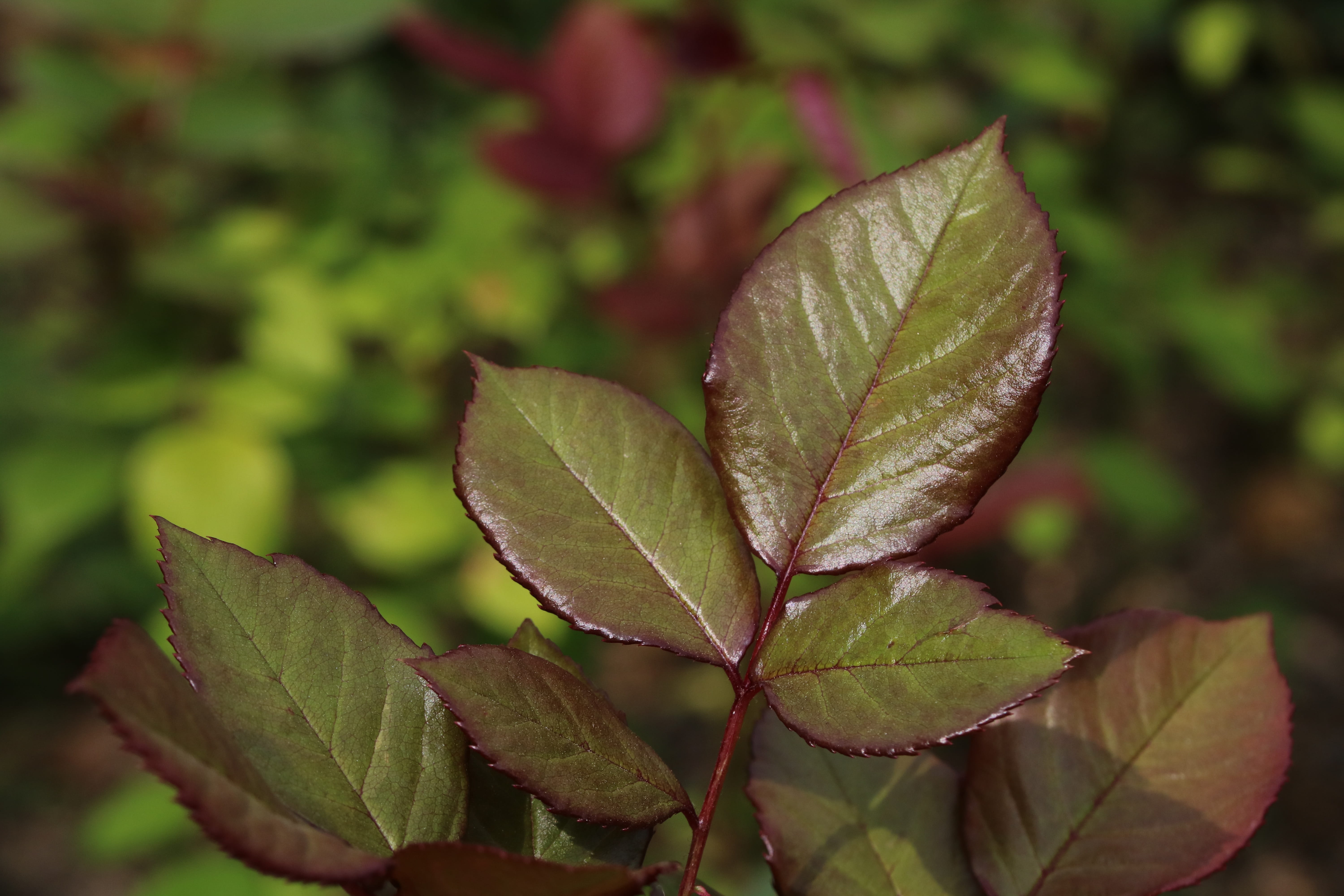 rose, beauty in nature, rose festival, plant part, fragility, plants, leaf vein, tranquility, leaves, pretty flowers, jungnangcheon, selective focus, fragrance, HD Wallpaper