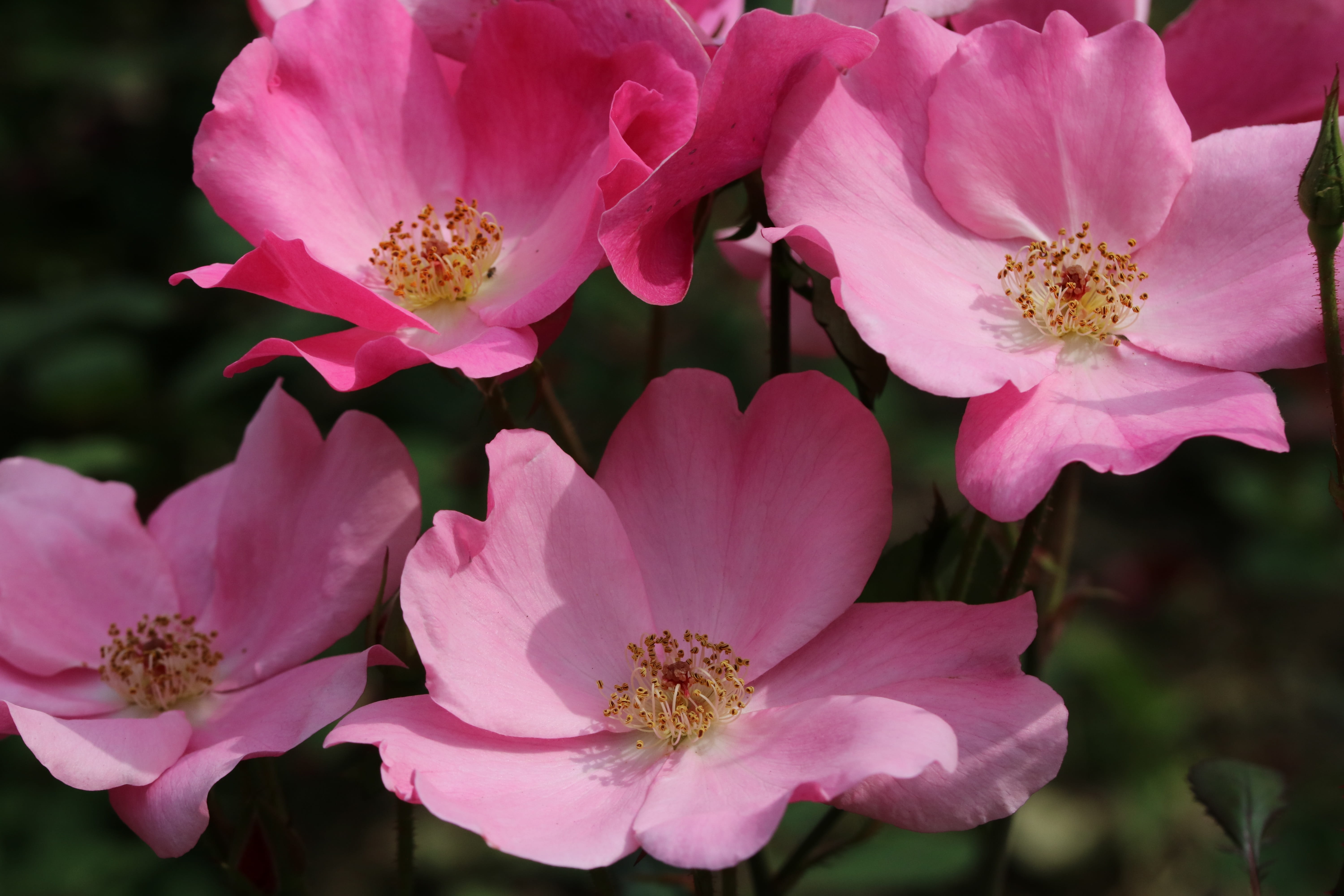 stamen, day, plant, flowers, freshness, vulnerability, flowering plant, plants, no people, focus on foreground, outdoors, rose festival, pink color, rose, HD Wallpaper