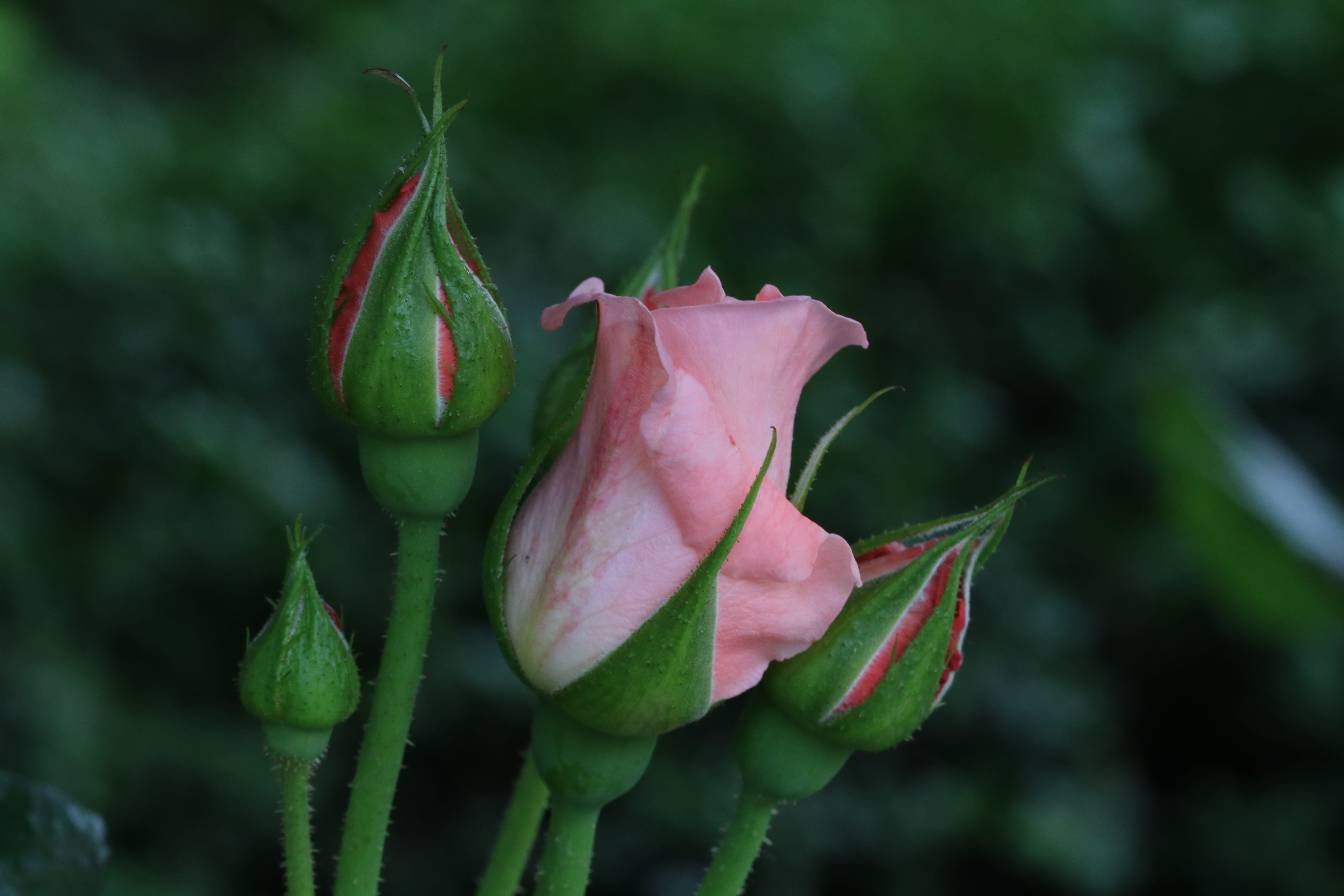 new life, flowers, close-up, petal, garden, beauty in nature, flower head, freshness, outdoors, rose, 5K, beginnings, growth, fresh medium, flower, nature, HD Wallpaper