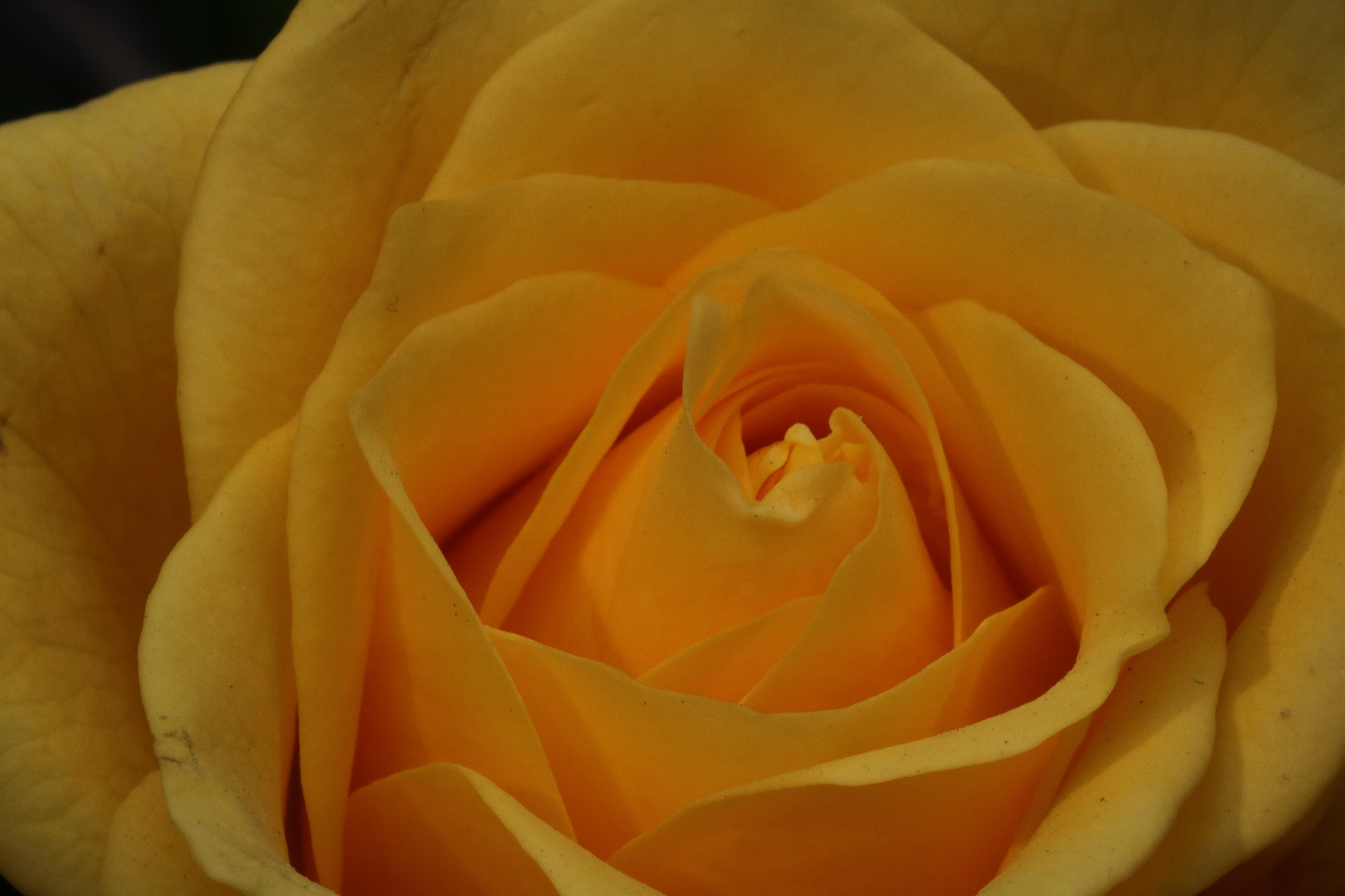 inflorescence, plants, fragility, freshness, flowers, growth, no people, extreme close-up, rose - flower, fresh medium, flower, softness, vulnerability, HD Wallpaper