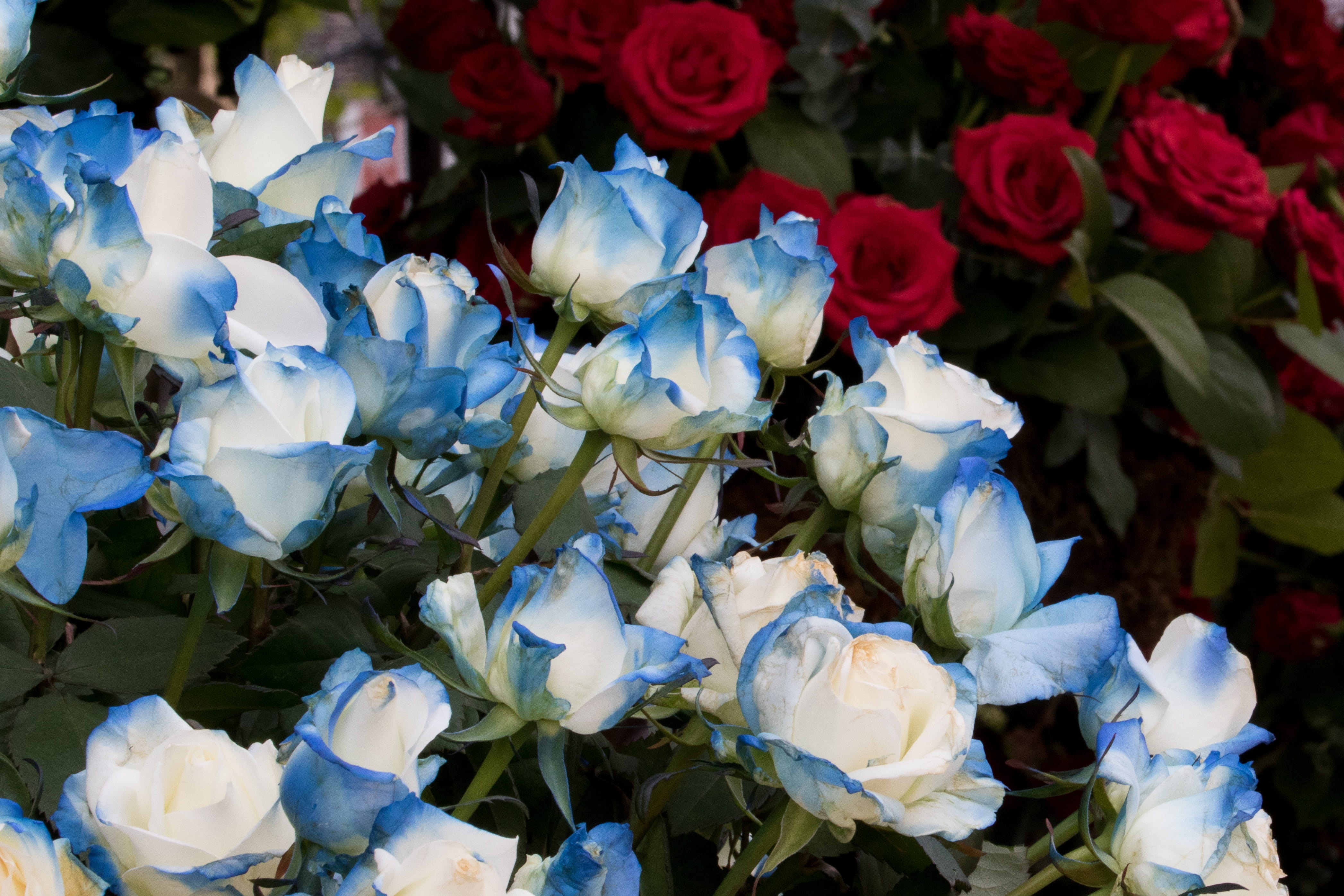 inflorescence, 4K, petal, high angle view, jungnangcheon, festival, outdoors, freshness, rose festival, bunch of flowers, no people, blue, flowers, vulnerability, HD Wallpaper
