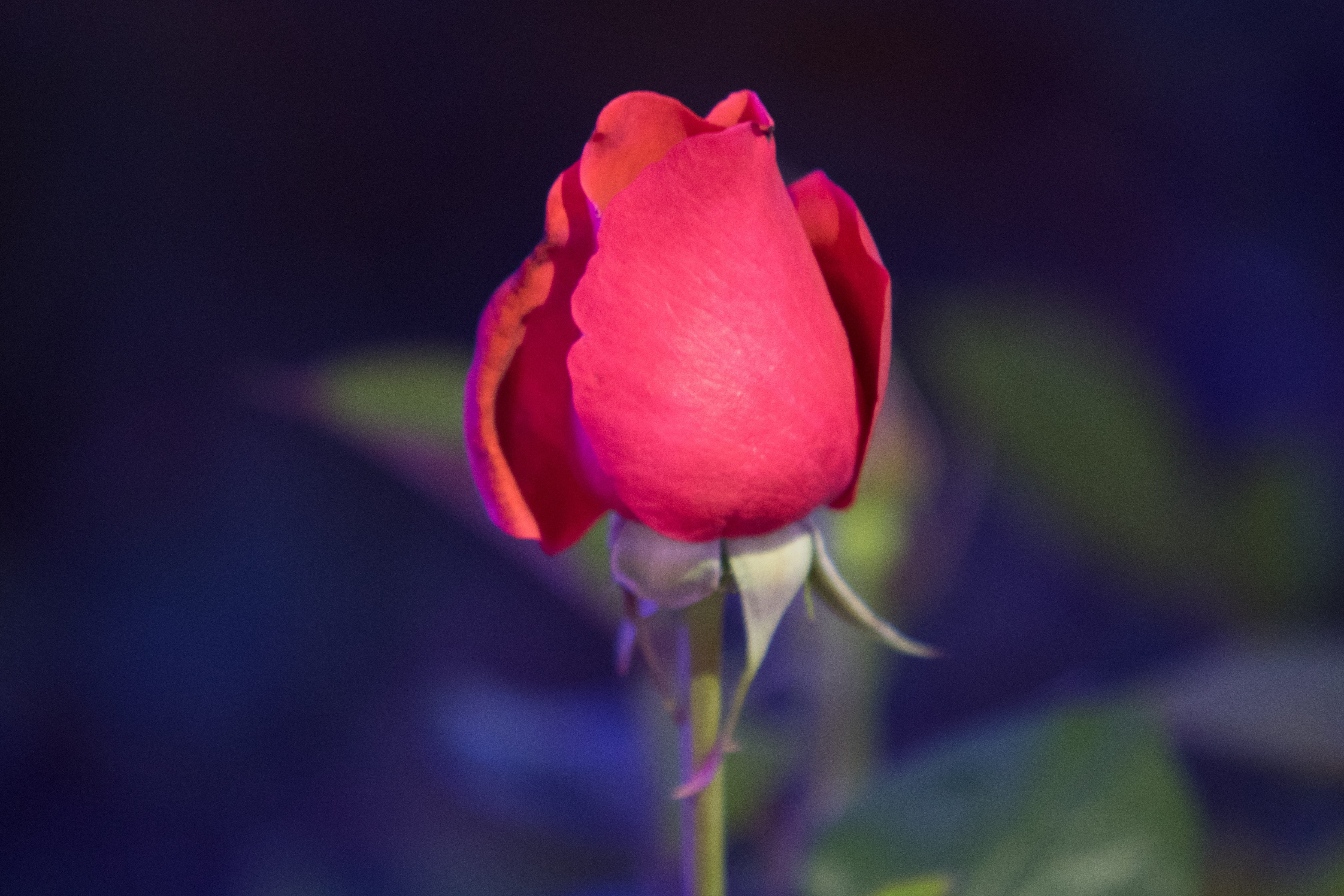 plant, vulnerability, rose, flower, pretty flowers, focus on foreground, seoul, fragility, inflorescence, springtime, no people, spring, flowers, outdoors, HD Wallpaper