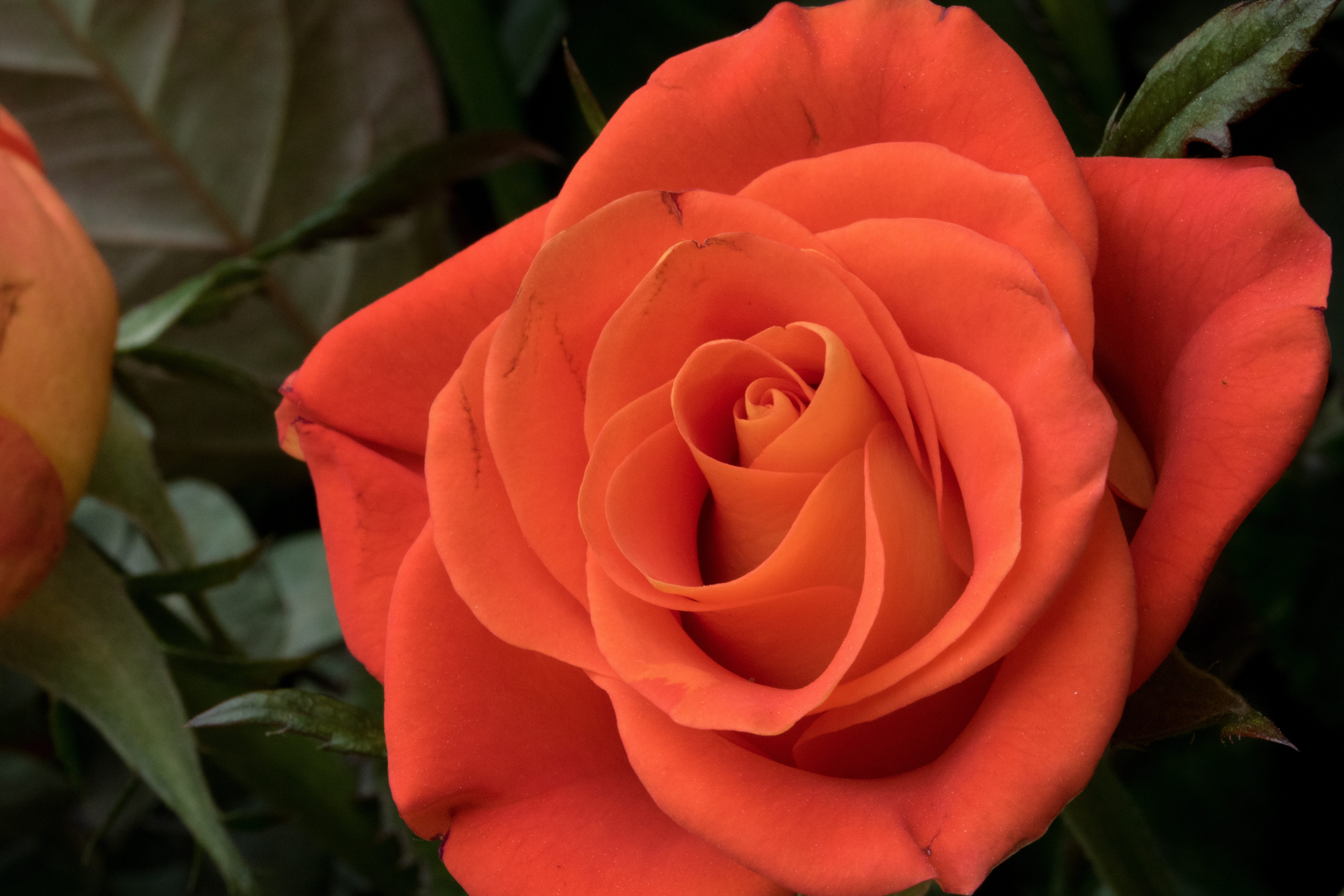 fragrance, flowering plant, 5K, flower head, rose, focus on foreground, rose festival, flower, beauty in nature, softness, outdoors, park, vulnerability, HD Wallpaper