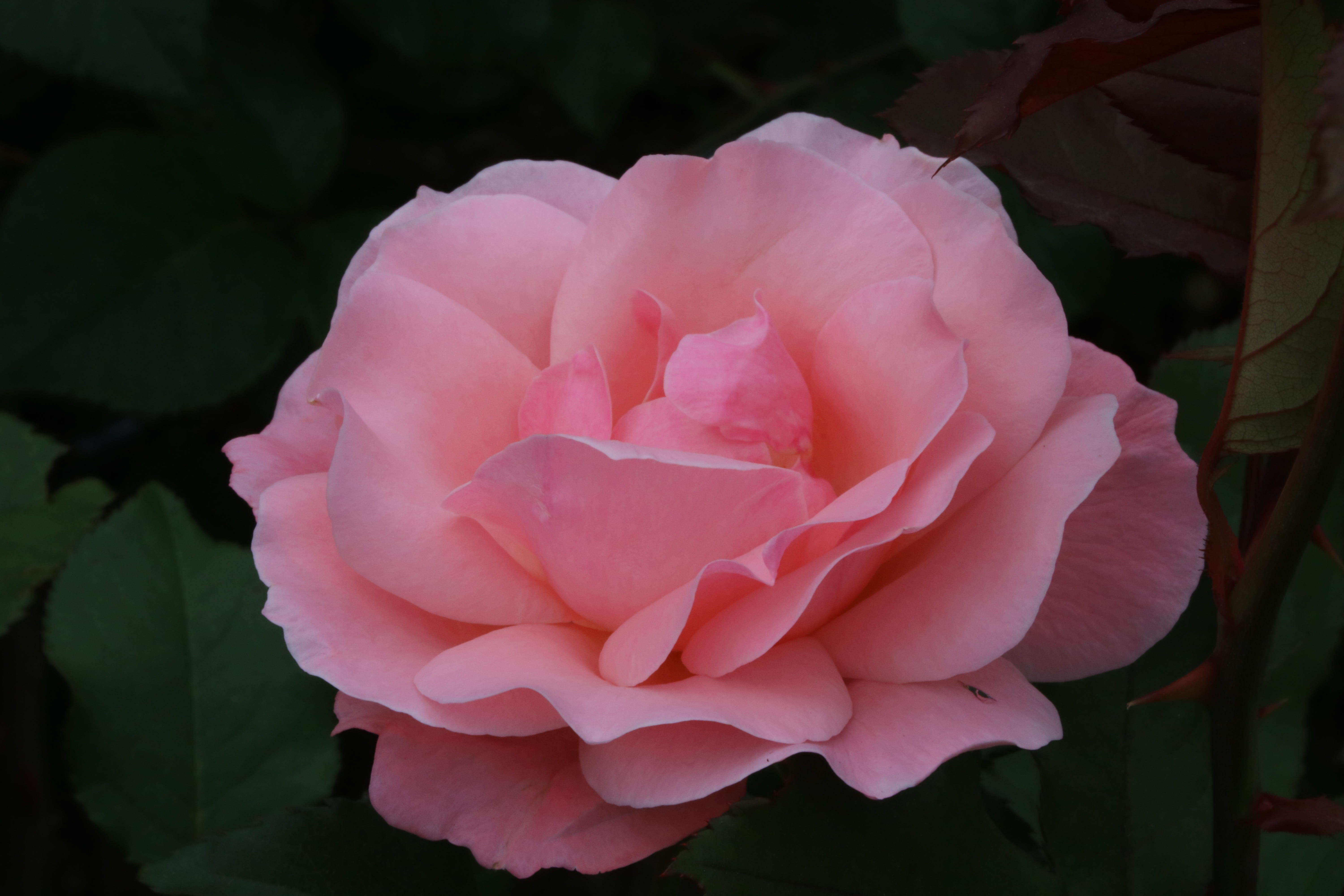 petal, outdoors, flowers, flower head, rose festival, rose, peony, fragility, festival, jungnangcheon, plant part, plant, rose garden, fresh medium, beauty in nature, HD Wallpaper