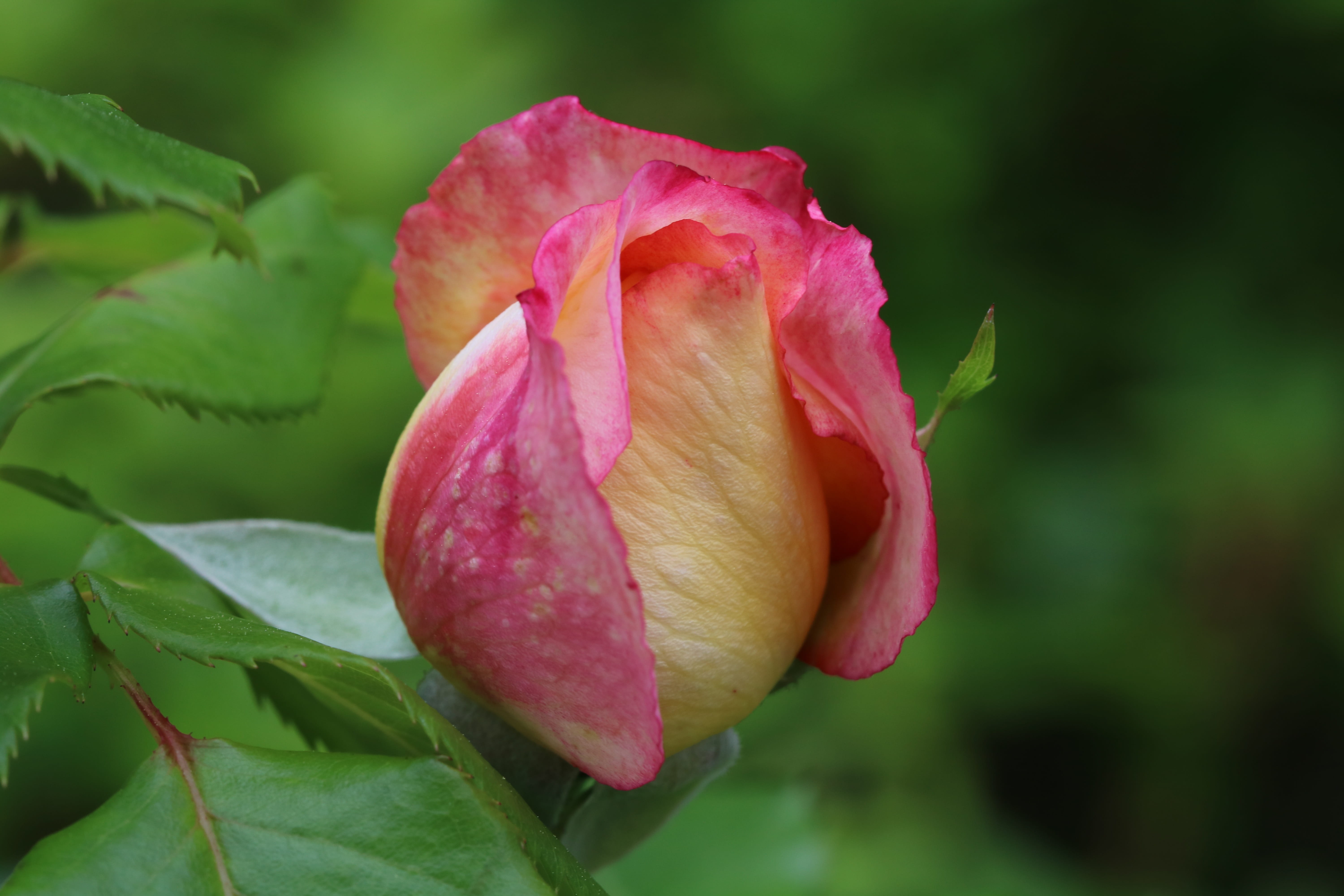 no people, fragility, plants, growth, flowers, plant, pink color, rose, jungnangcheon, pretty flowers, vulnerability, festival, 5K, outdoors, seoul, garden, HD Wallpaper