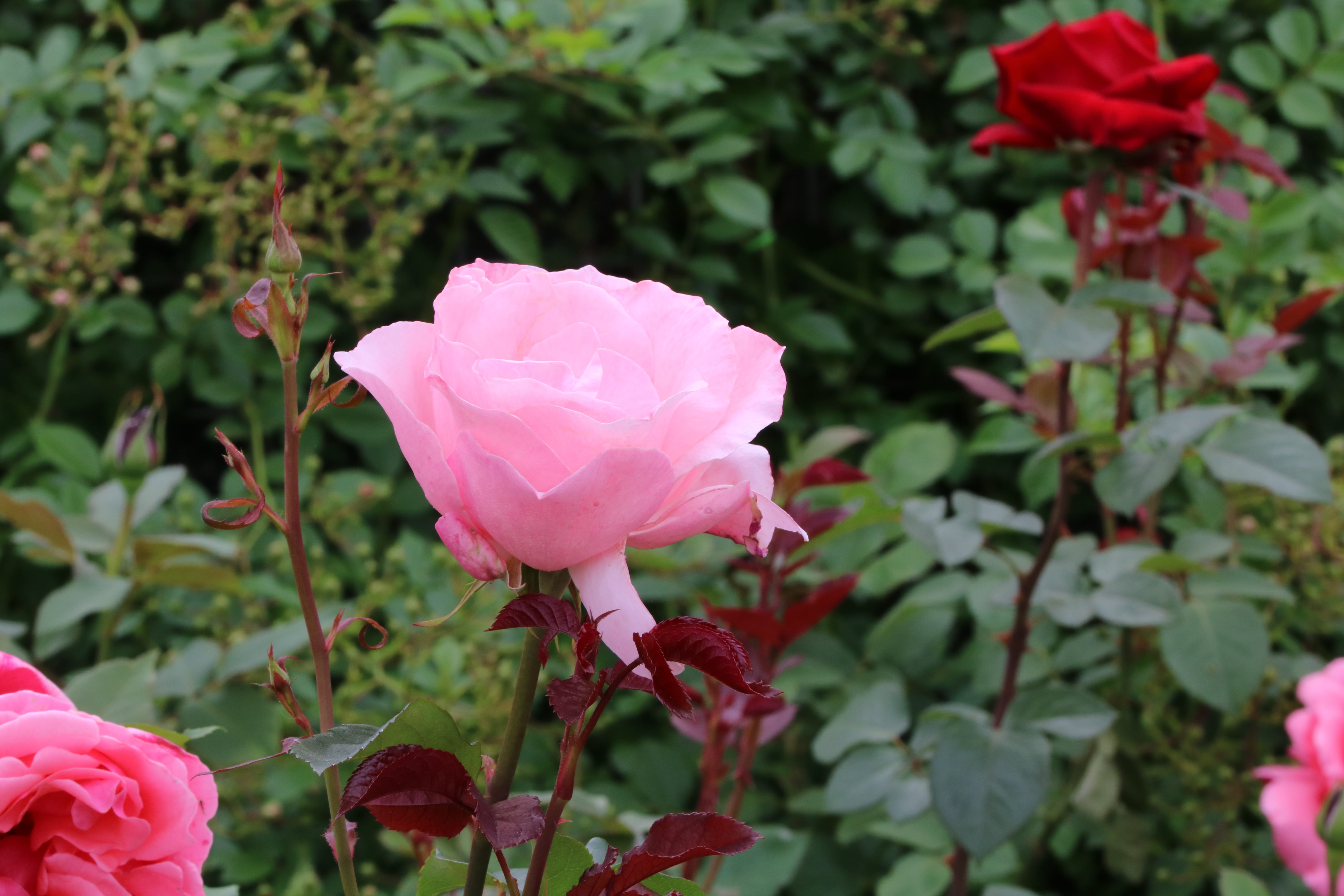 growth, springtime, festival, pink color, plants, rose, focus on foreground, fresh medium, flower head, beauty in nature, jungnangcheon, flower, flowering plant, HD Wallpaper