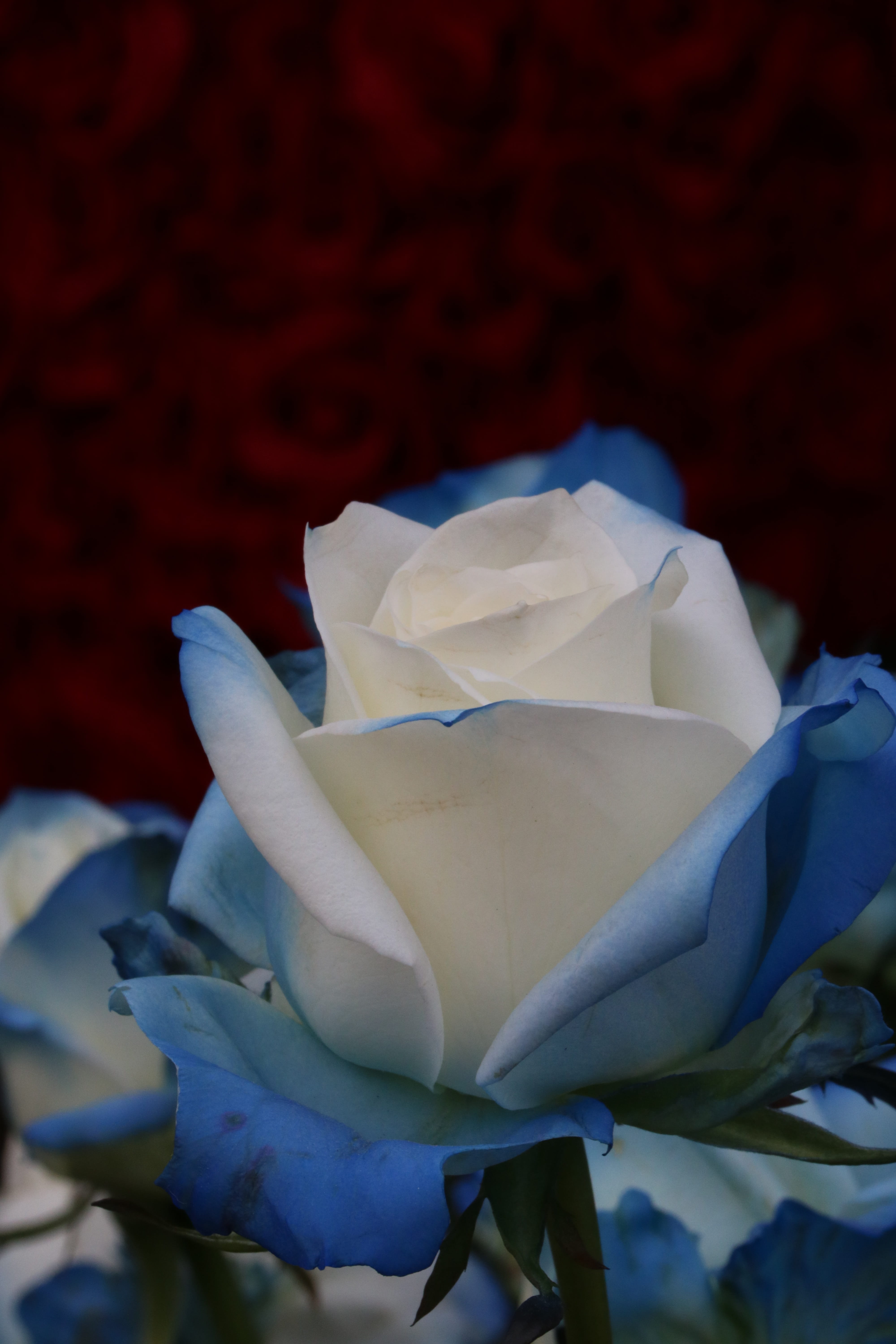 flowers, 5K, fragility, inflorescence, no people, jungnangcheon, nature, fragrance, white color, park, festival, white, garden, beauty in nature, rose, Phone HD Wallpaper