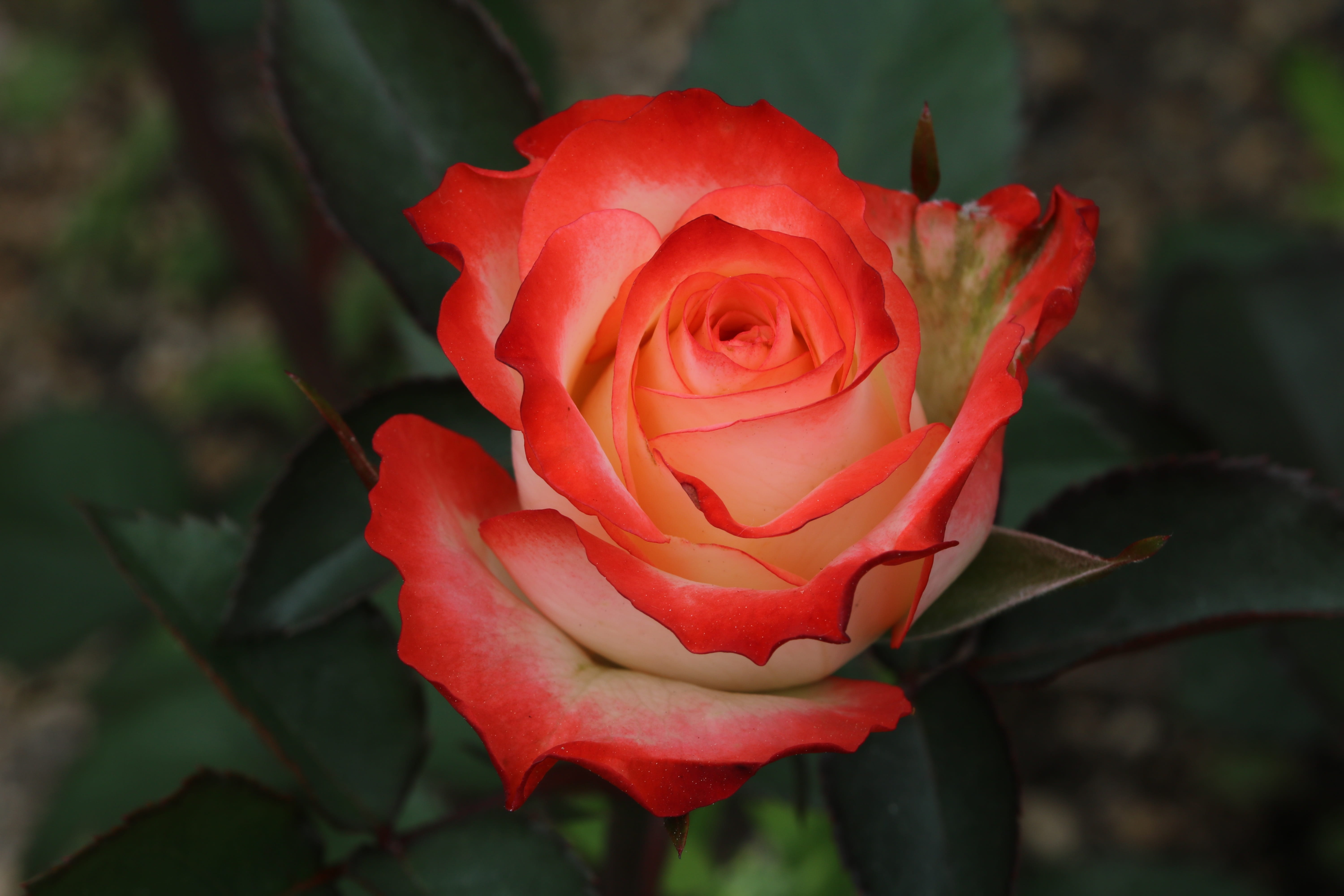 focus on foreground, closeup, close-up, flower head, rose - flower, fragility, vulnerability, petal, day, rose garden, spring, pretty flowers, freshness, HD Wallpaper