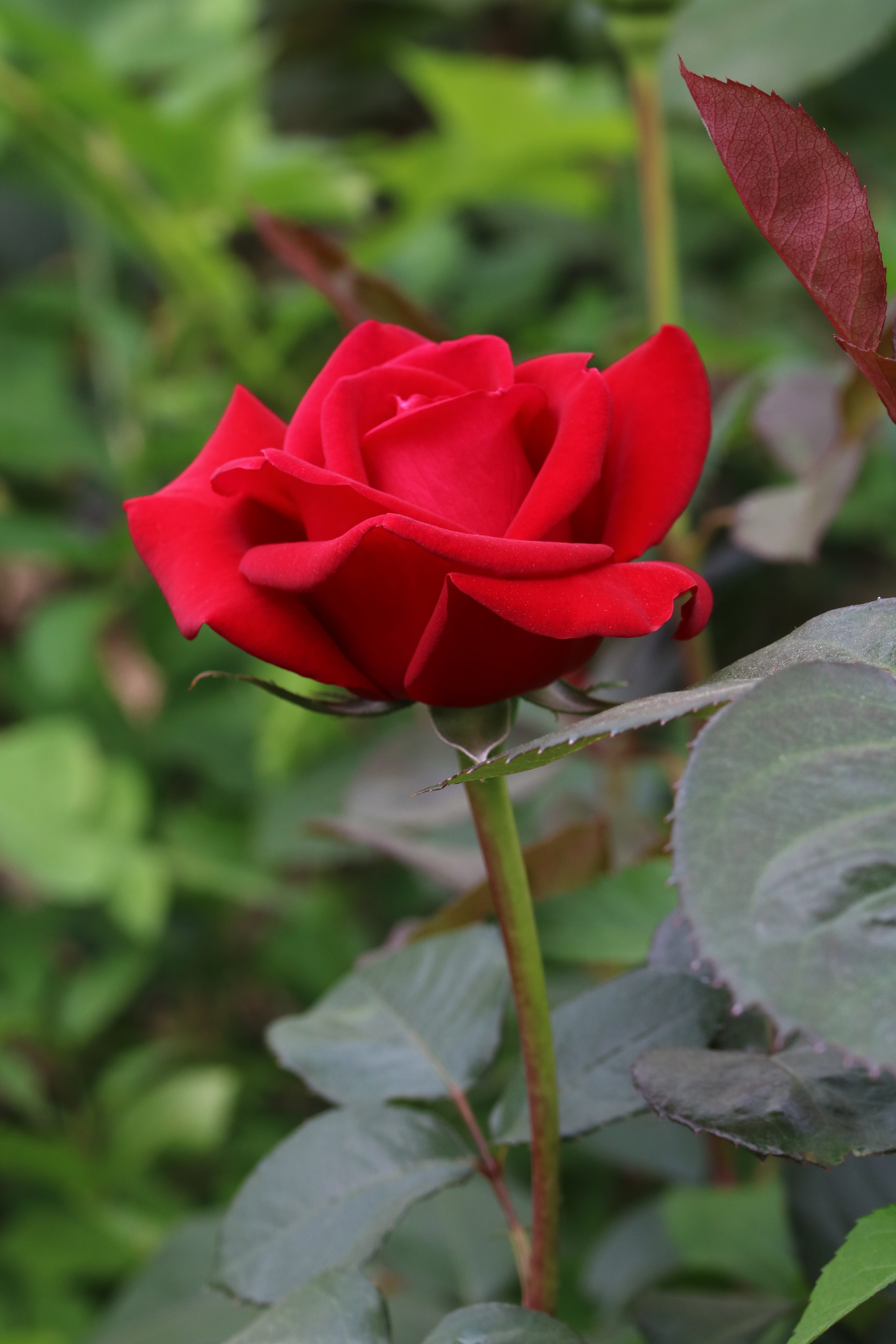 fresh medium, rose festival, 5K, plant, focus on foreground, day, seoul, plants, rose, inflorescence, petal, beauty in nature, nature, close-up, garden, Phone HD Wallpaper