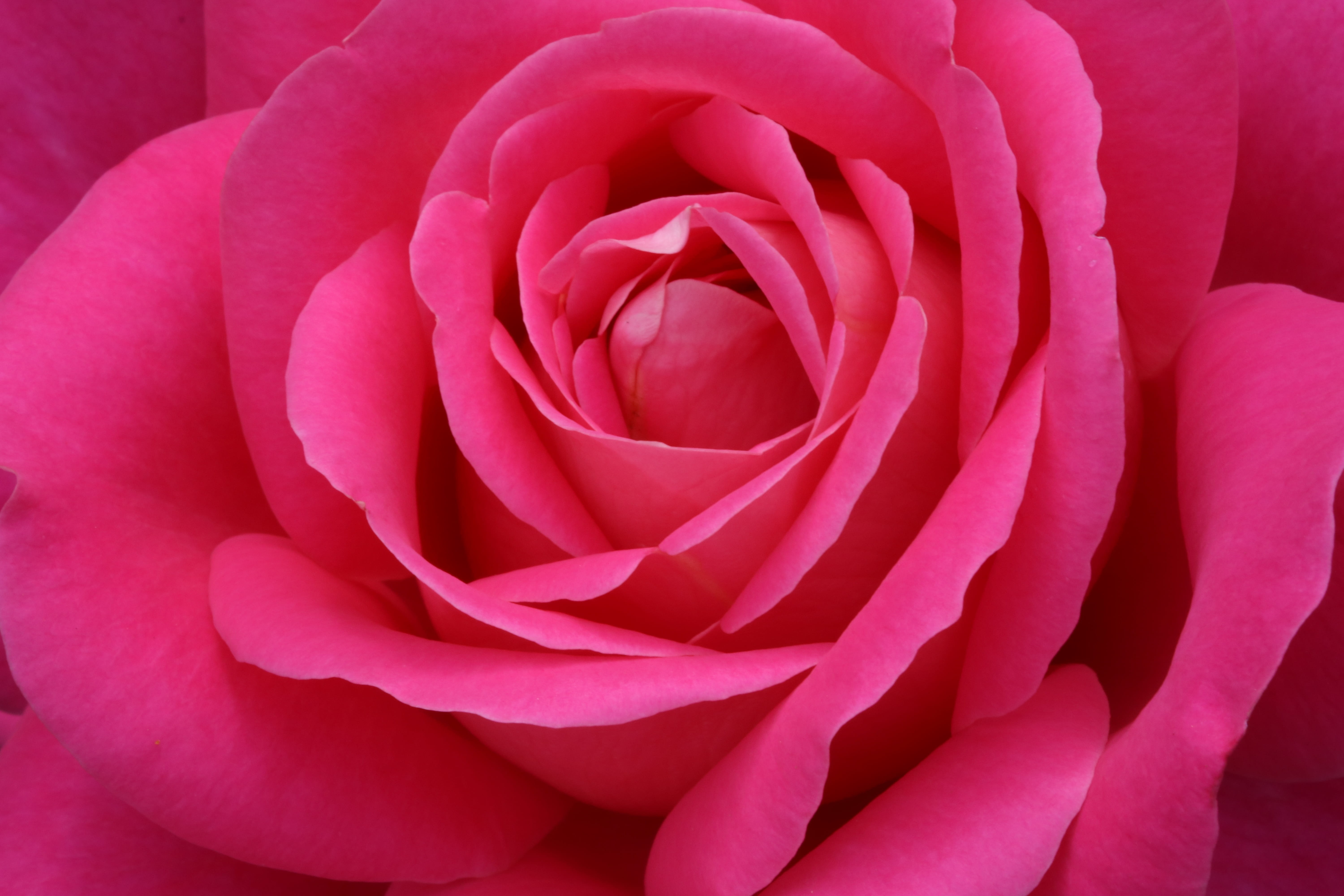pink, growth, festival, fresh medium, beauty in nature, springtime, pretty flowers, inflorescence, plants, no people, seoul, pink color, freshness, petal, HD Wallpaper