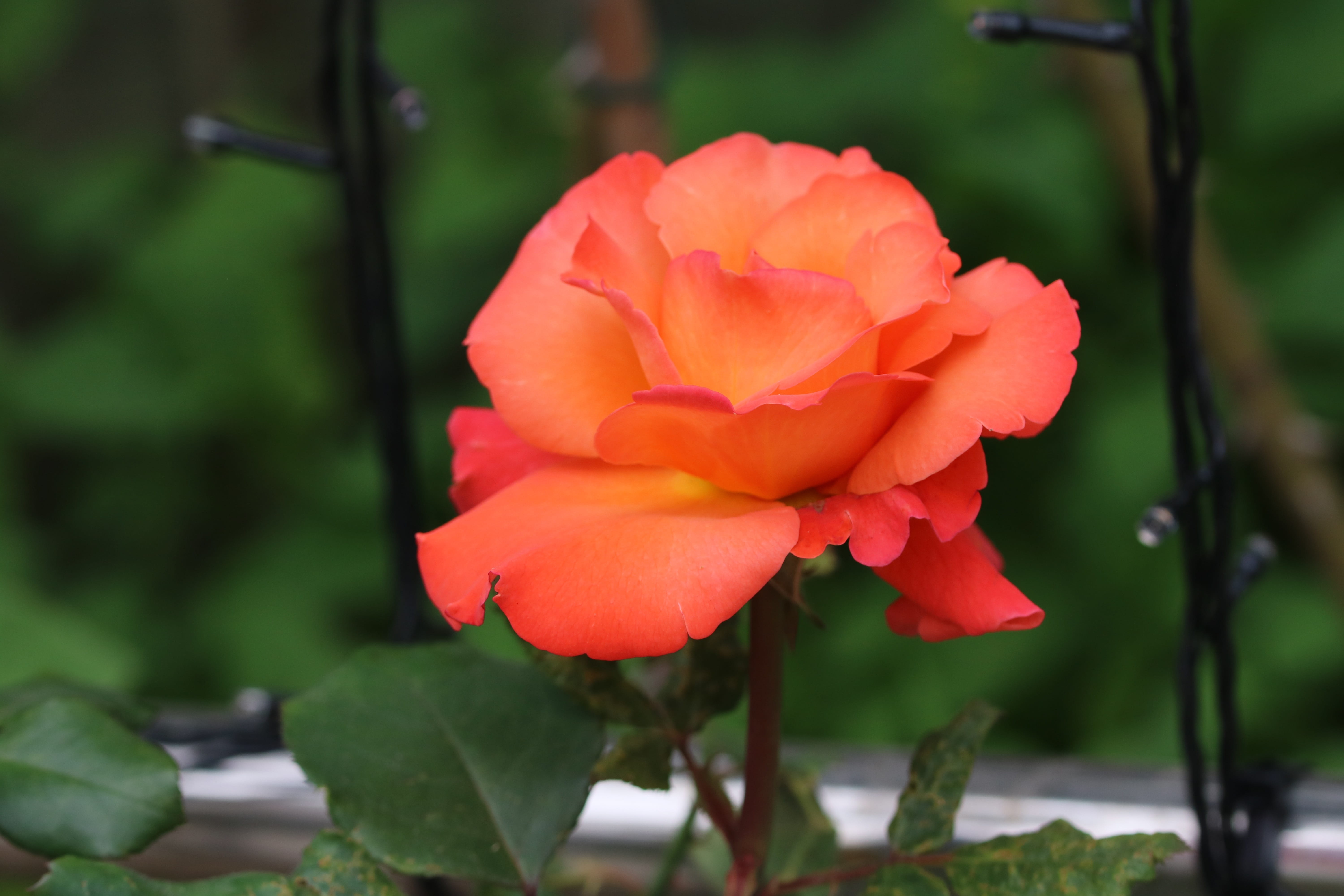 fragrance, beauty in nature, growth, no people, inflorescence, flower head, plants, focus on foreground, 5K, petal, plant, rose, seoul, red, leaf, plant part, HD Wallpaper