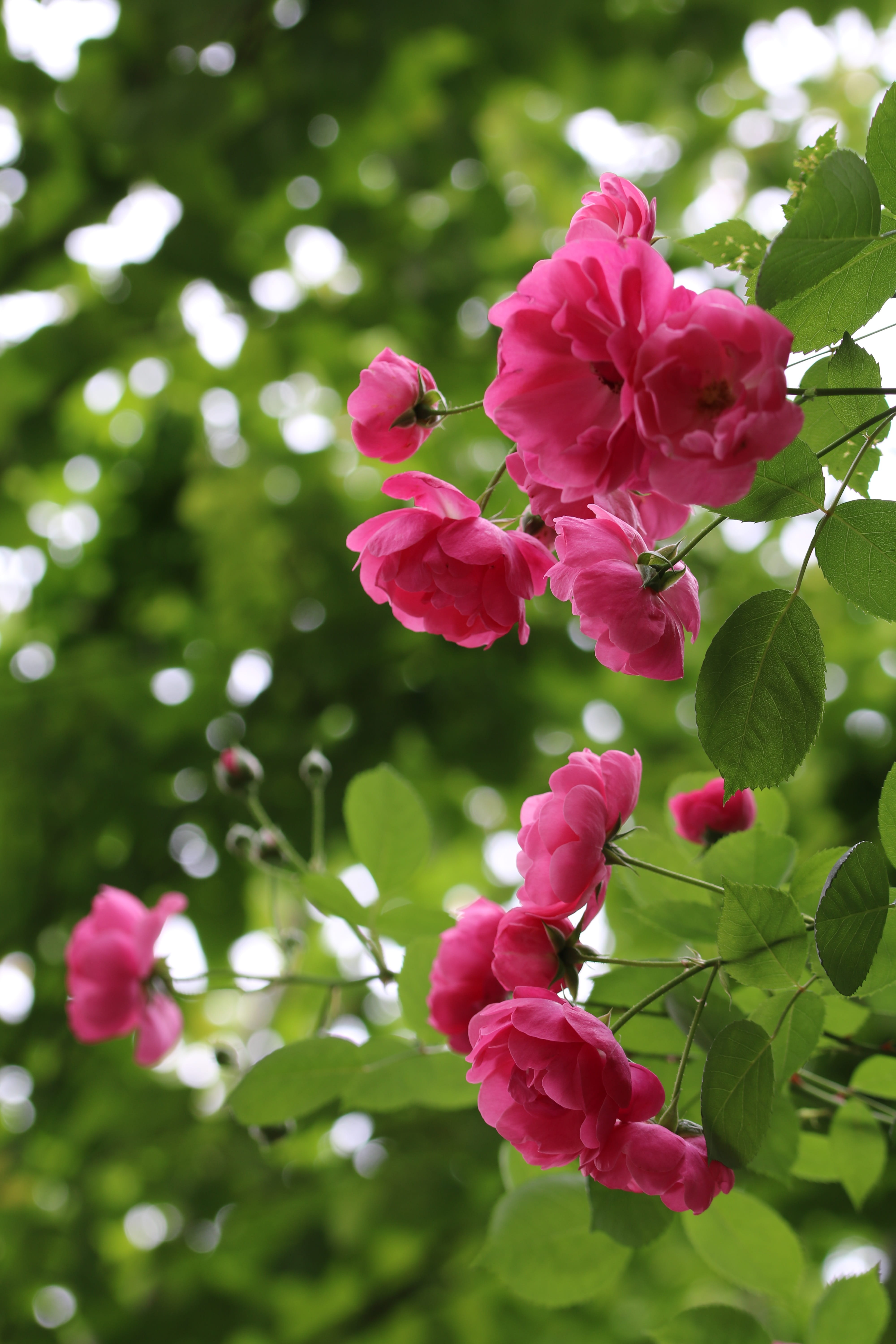 flower, growth, plant part, jungnangcheon, fragility, focus on foreground, beauty in nature, close-up, plant, outdoors, rose festival, vulnerability, green color, Phone HD Wallpaper