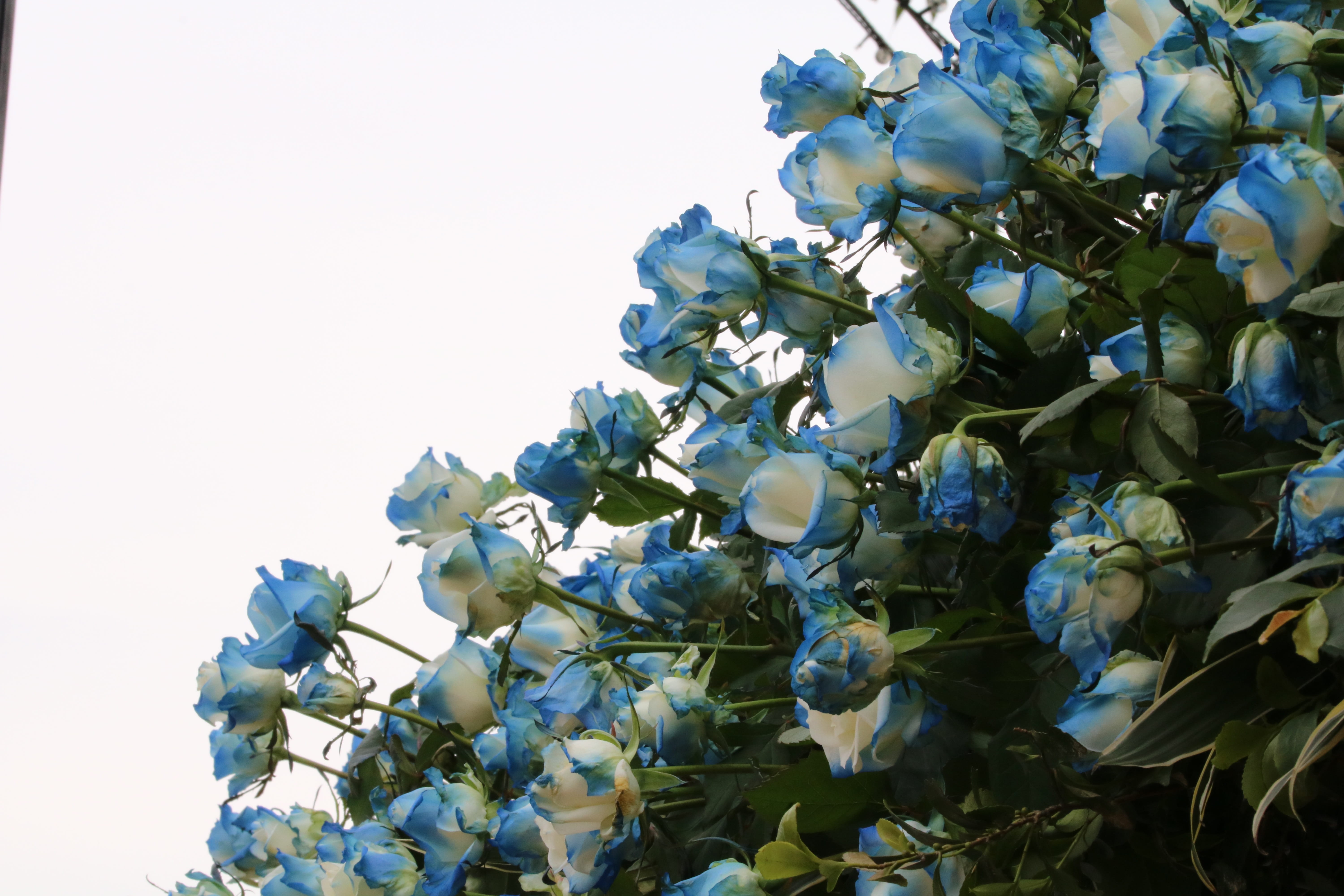 close-up, plant part, sky, nature, flower, clear sky, fresh medium, flowering plant, flowers, outdoors, branch, petal, freshness, 5K, garden, fragility, HD Wallpaper