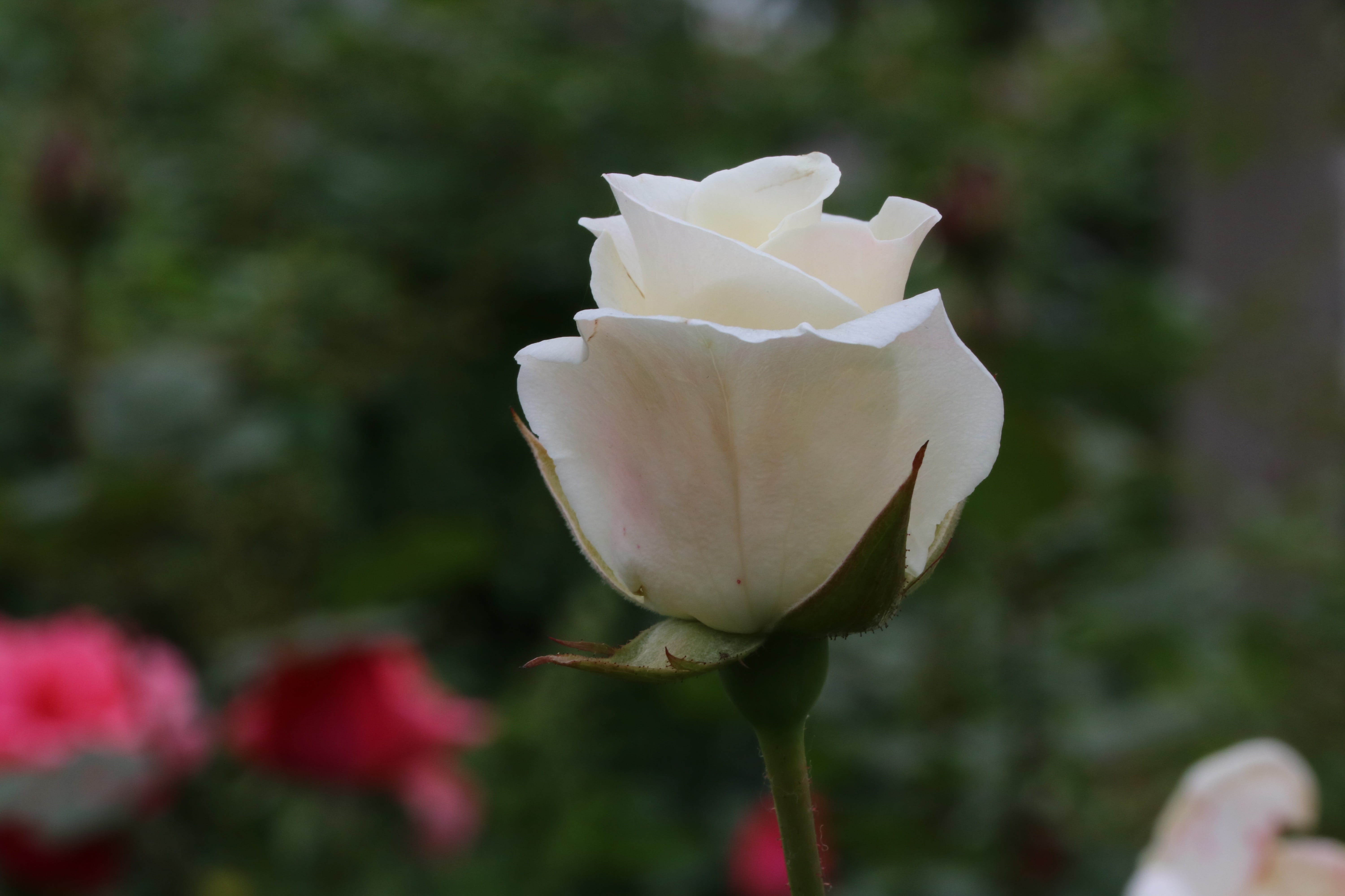 jungnangcheon, flower, rose, pretty flowers, spring, vulnerability, plant, festival, 5K, inflorescence, close-up, flowering plant, rose garden, beautiful, HD Wallpaper
