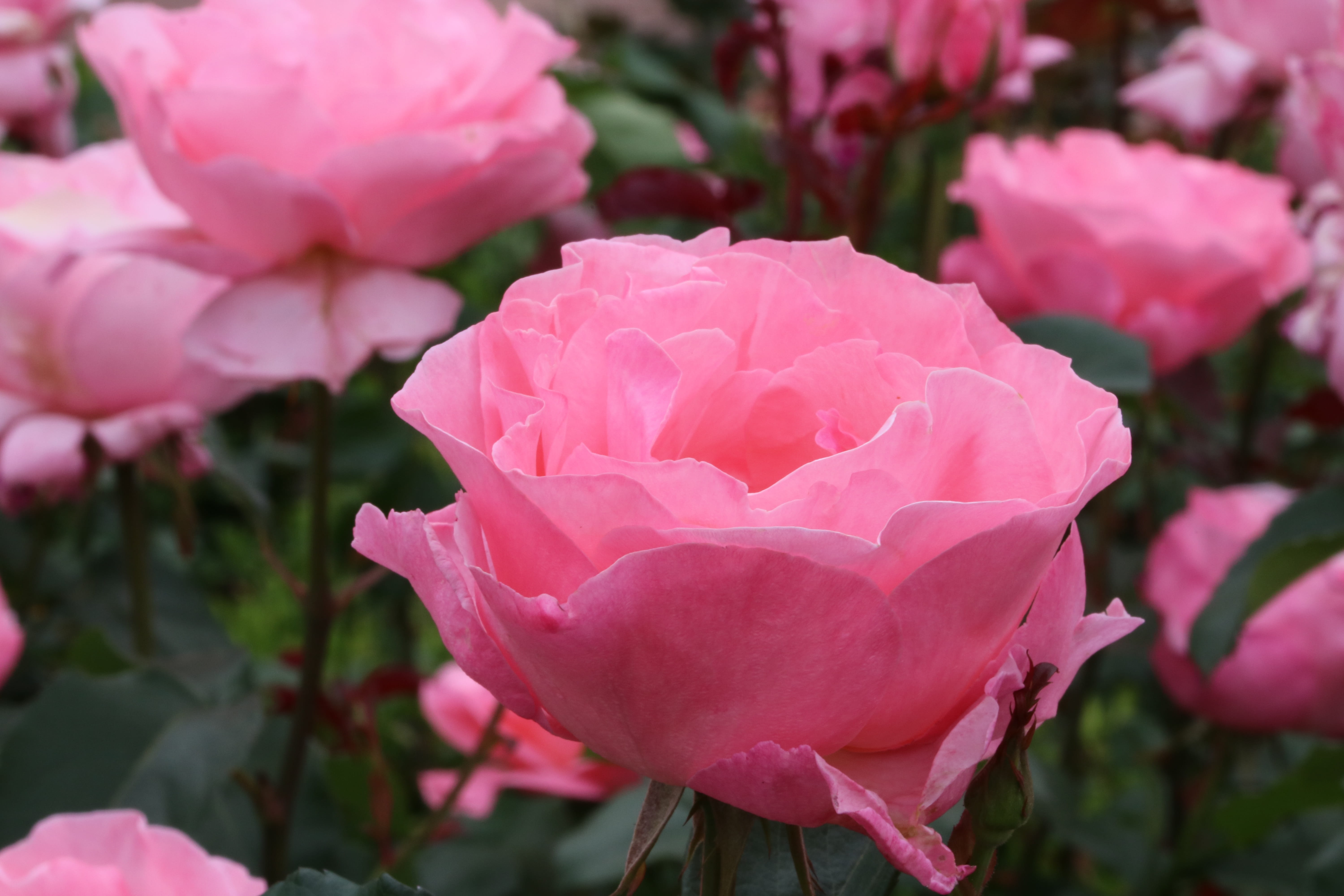 pretty flowers, garden, fragility, beauty in nature, flower, flowers, growth, flower head, festival, flowering plant, no people, close-up, rose - flower, HD Wallpaper