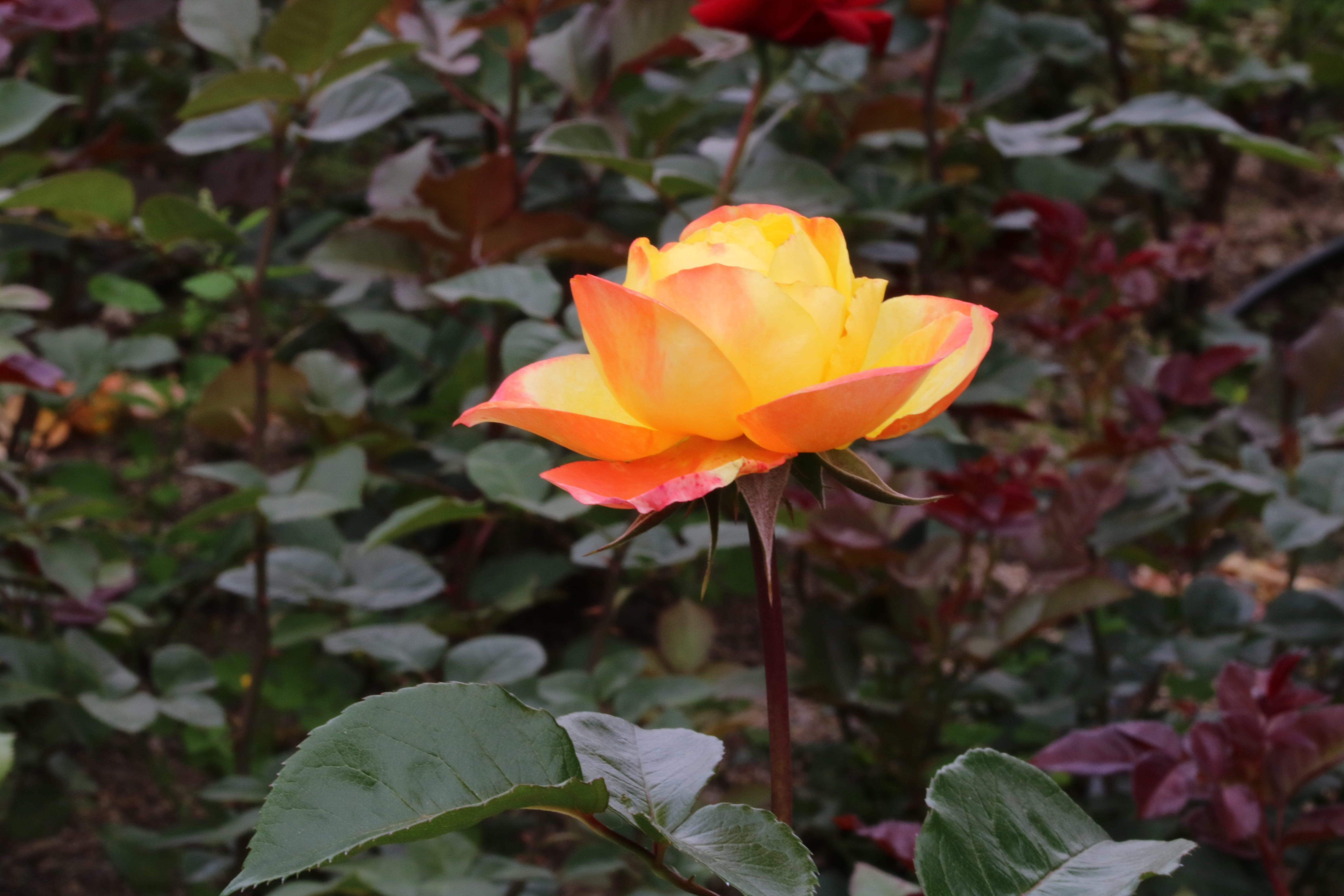 rose, garden, inflorescence, rose festival, pretty flowers, spring, seoul, jungnangcheon, fragility, plants, beauty in nature, no people, leaf, rose garden, HD Wallpaper