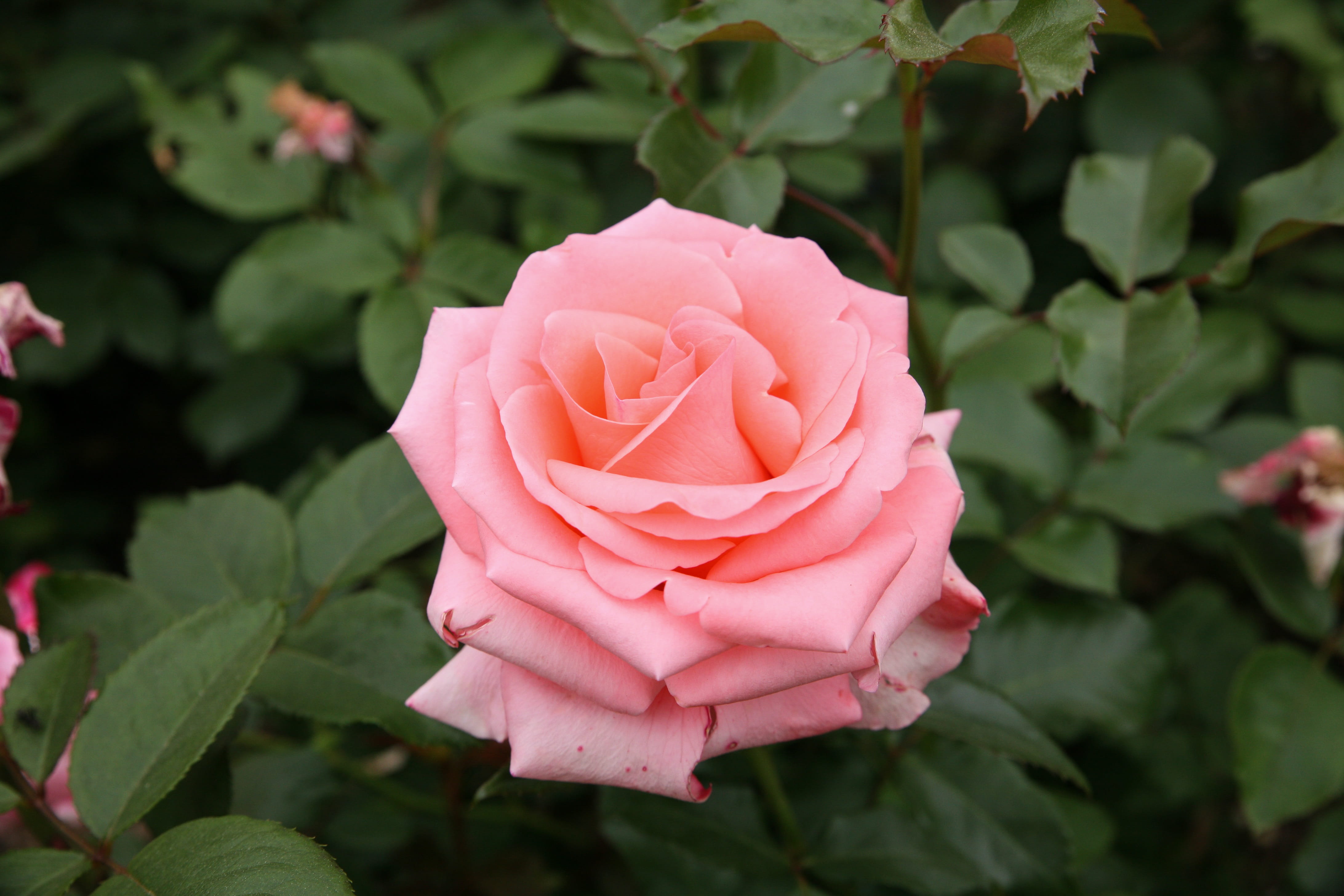 freshness, rose festival, spring, flower head, fragility, 4K, leaf, pretty flowers, plant, rose park, close-up, beautiful, bright, no people, flowers, HD Wallpaper